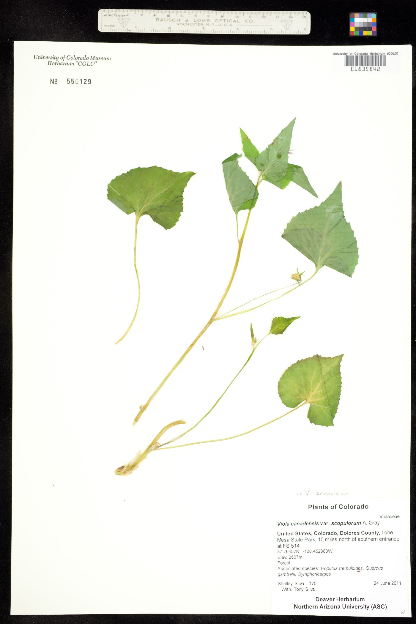 Viola canadensis image