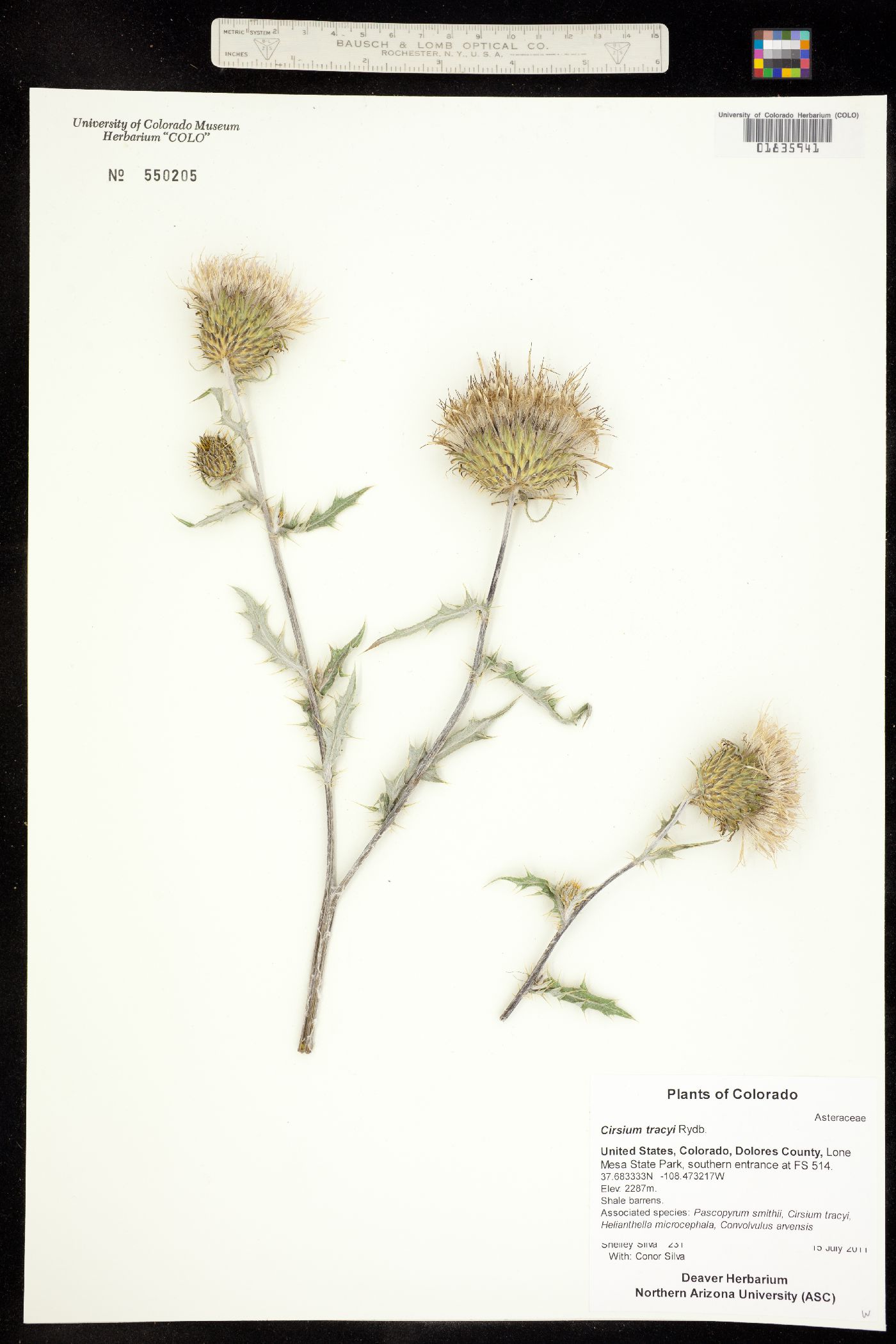 Cirsium tracyi image