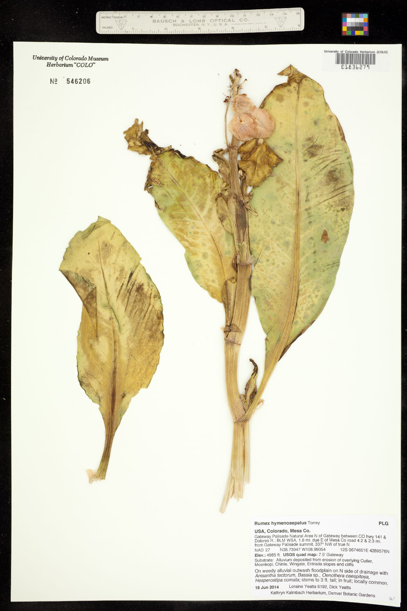 Rumex hymenosepalus image