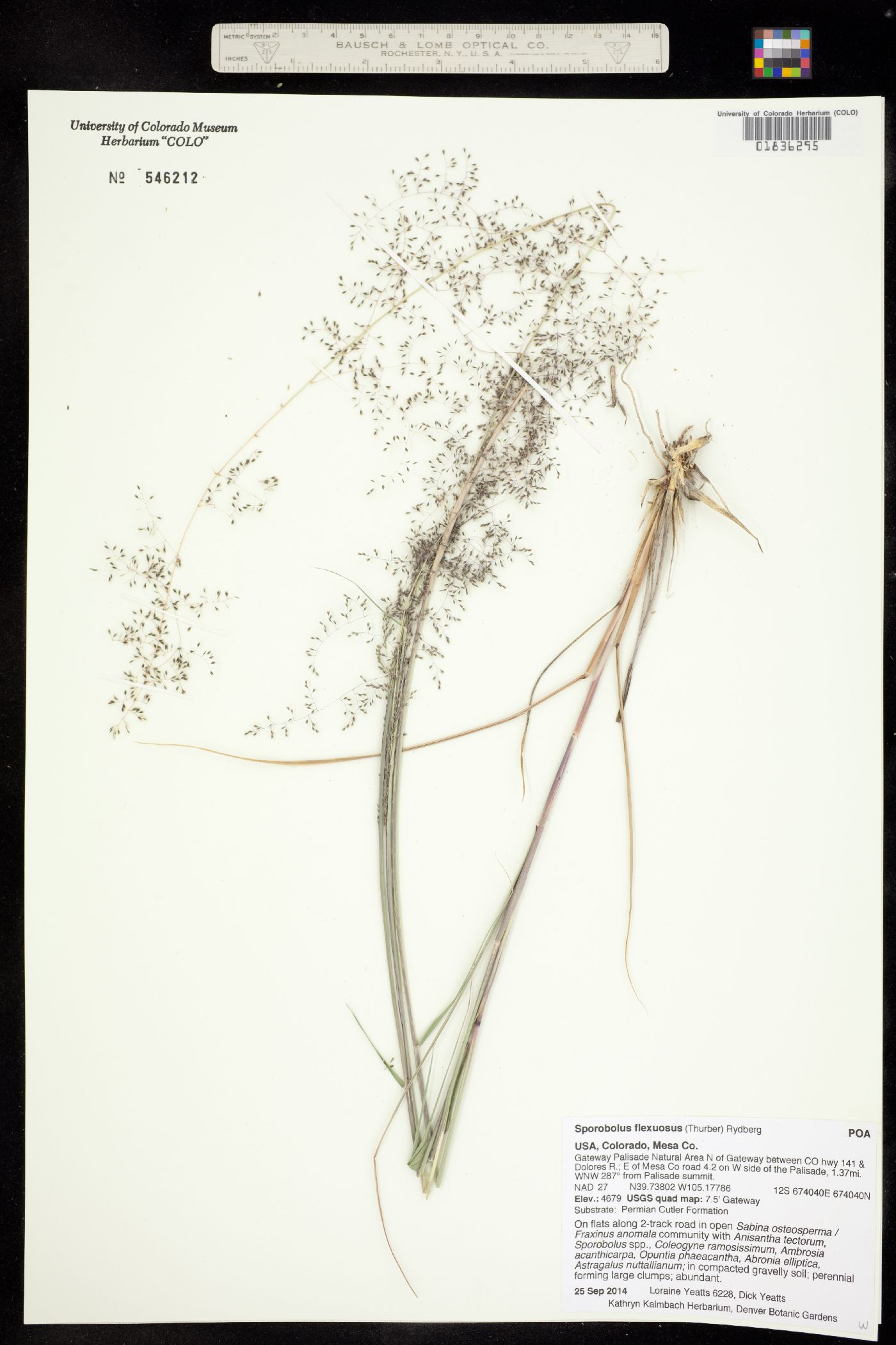 Sporobolus flexuosus image