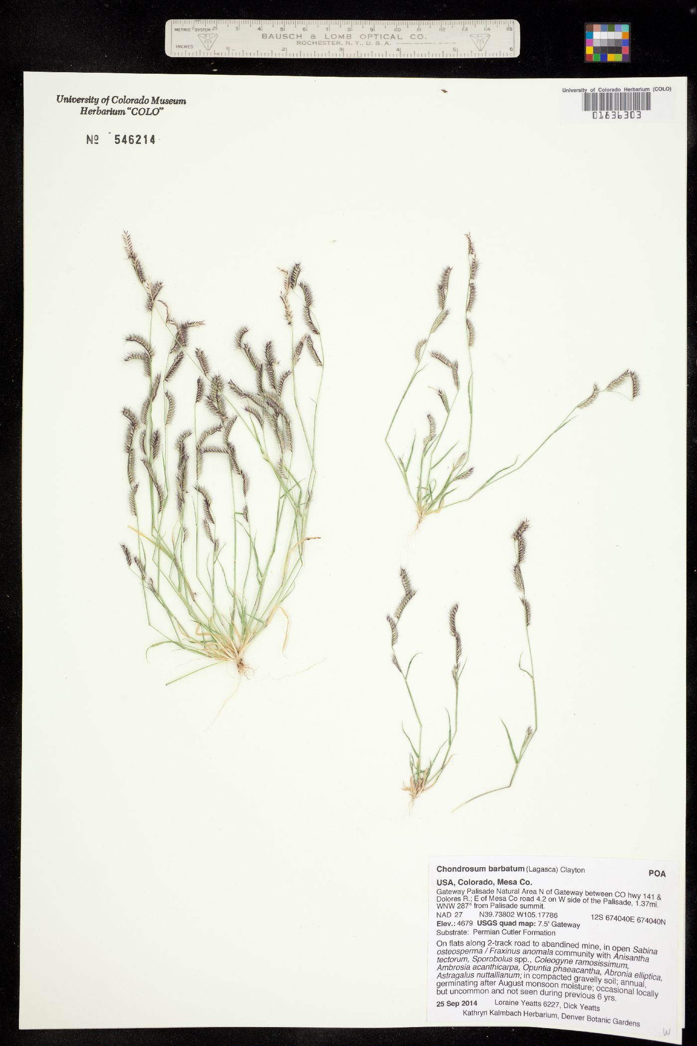 Bouteloua barbata image
