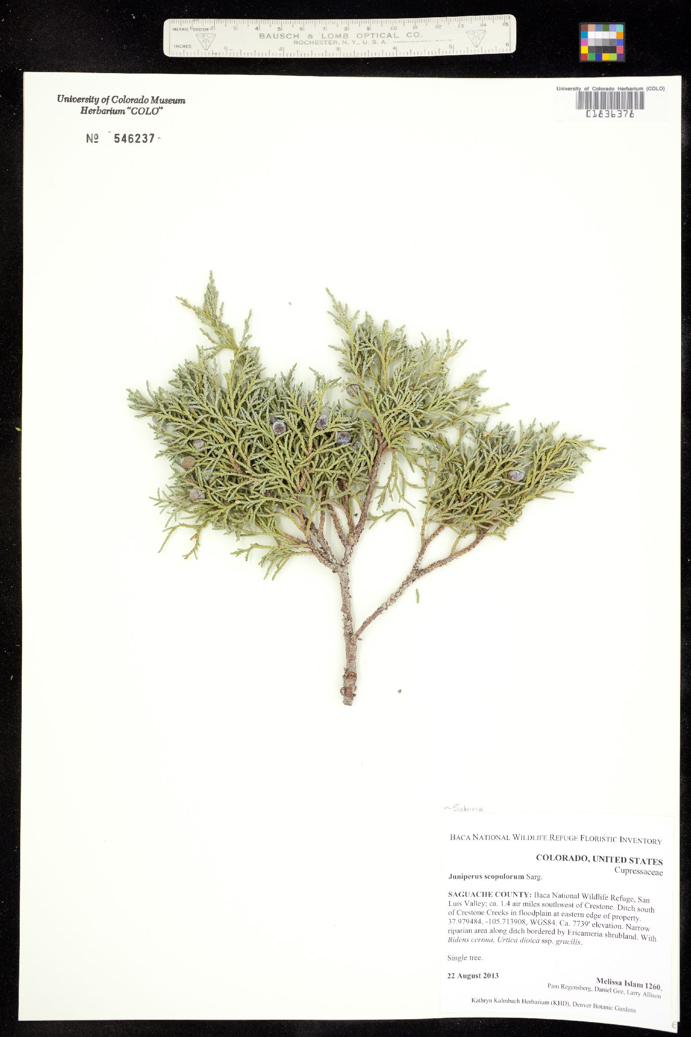 Juniperus scopulorum image