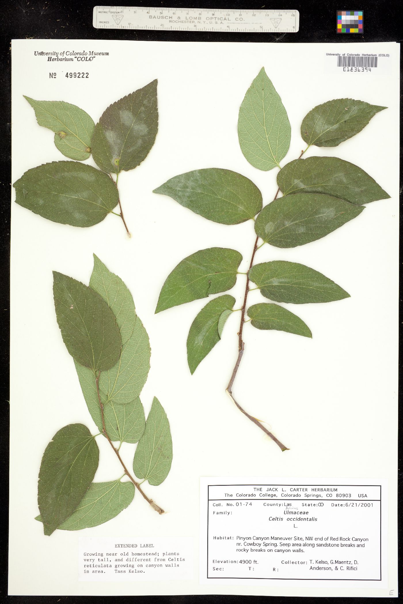 Ulmaceae image
