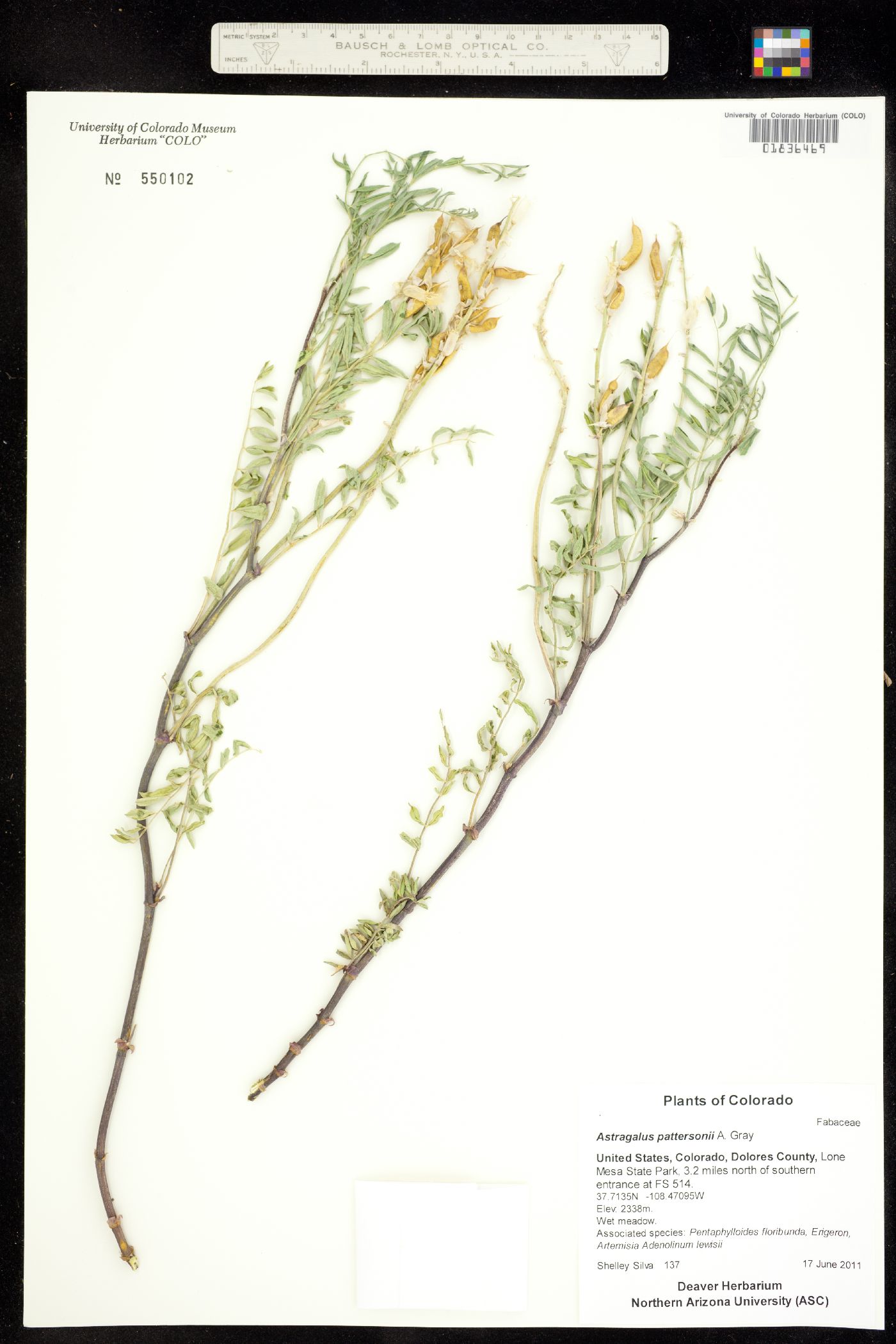 Astragalus pattersonii image