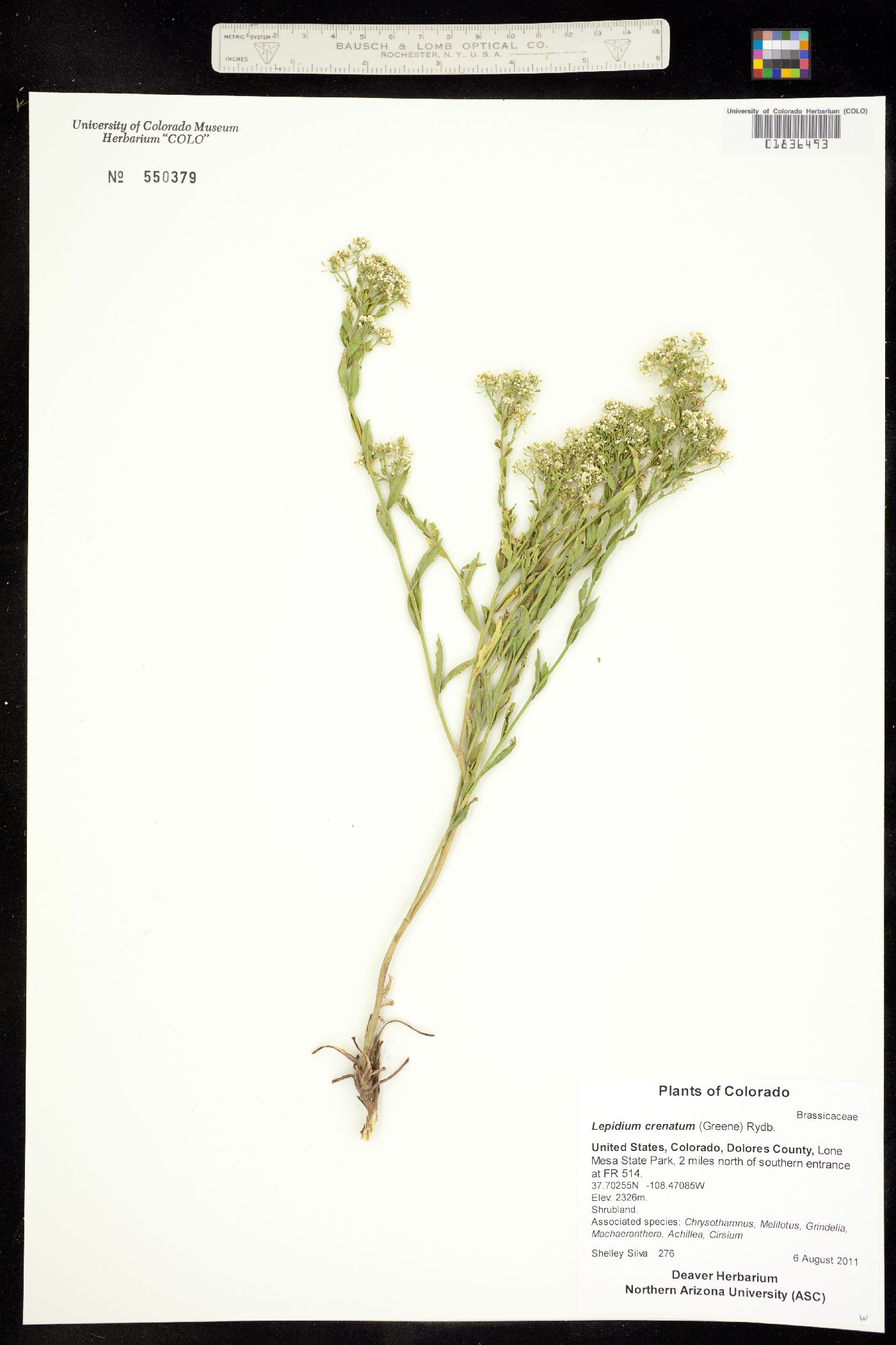 Lepidium crenatum image