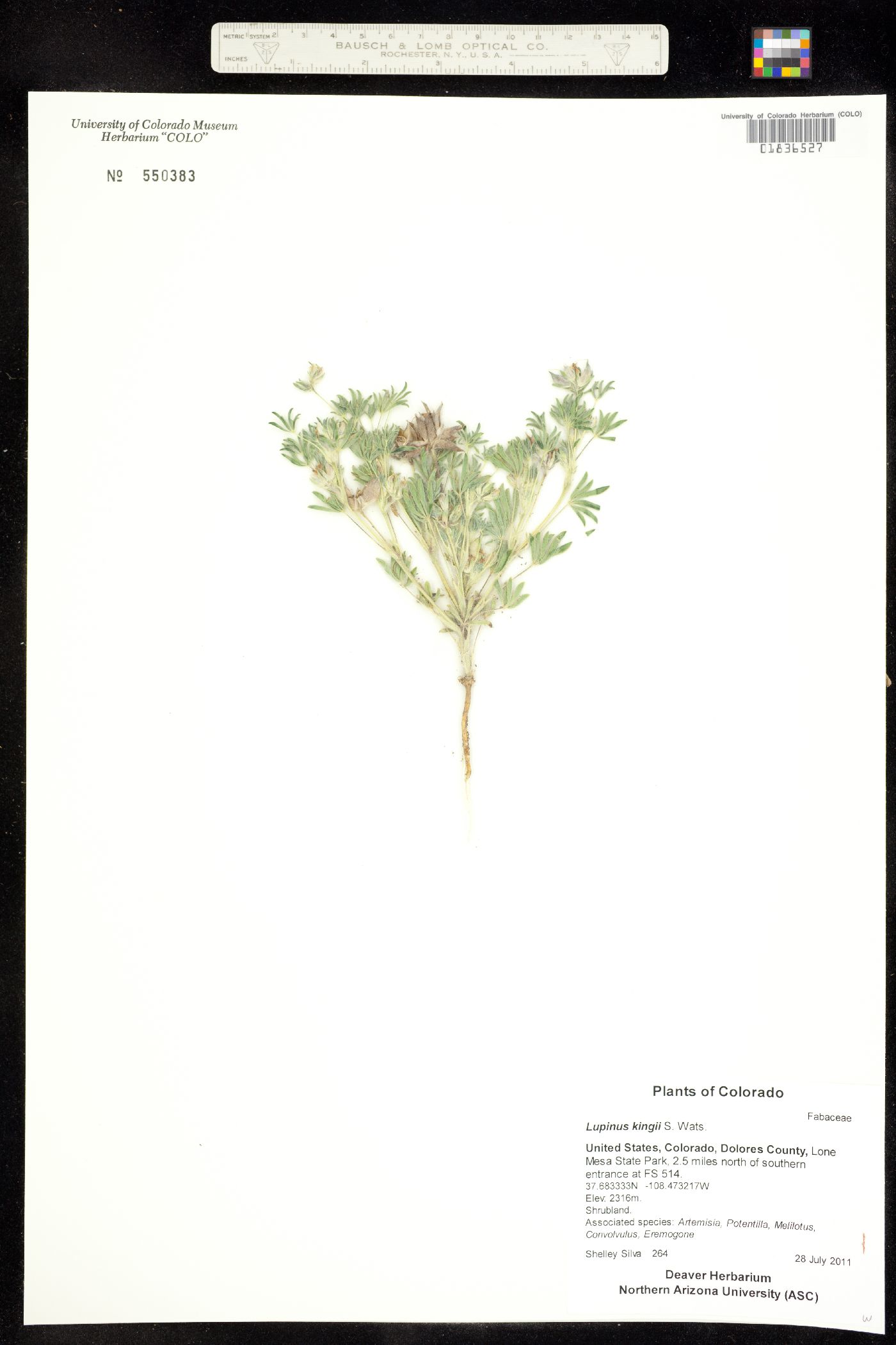 Lupinus kingii image