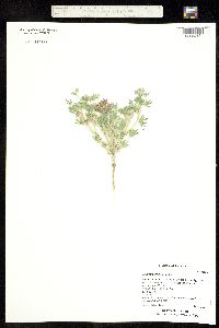 Lupinus kingii image