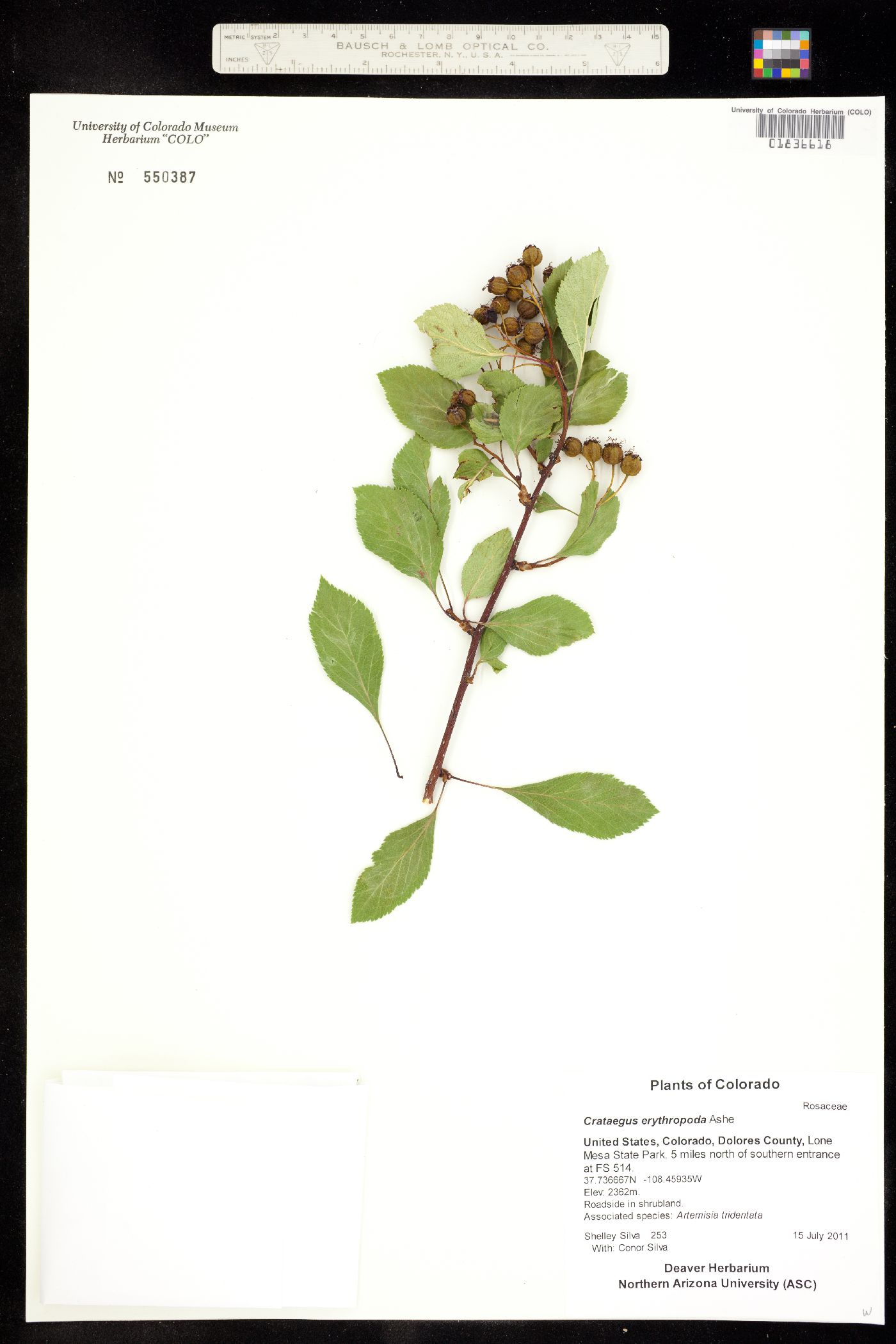 Crataegus rivularis image