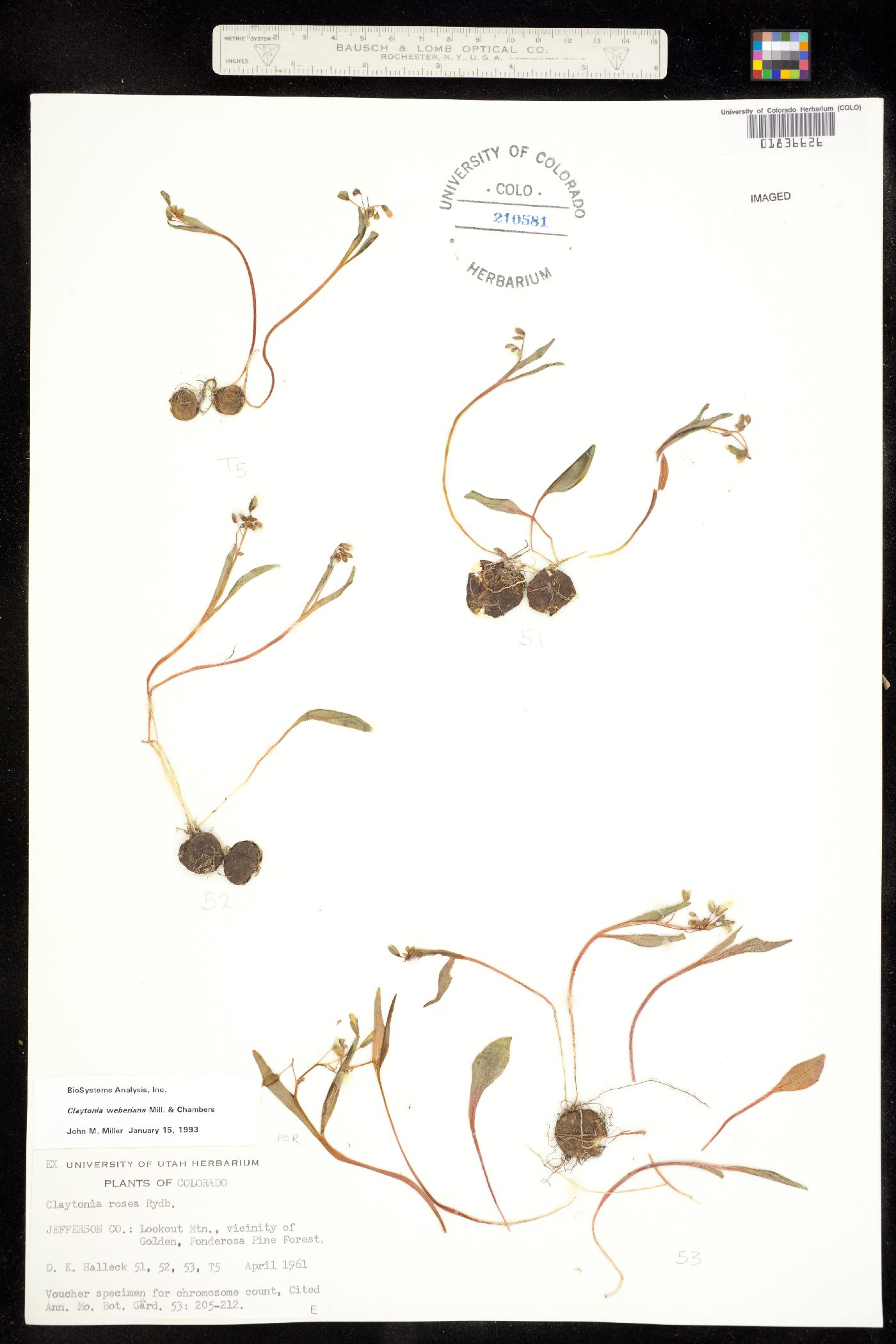 Claytonia rosea image