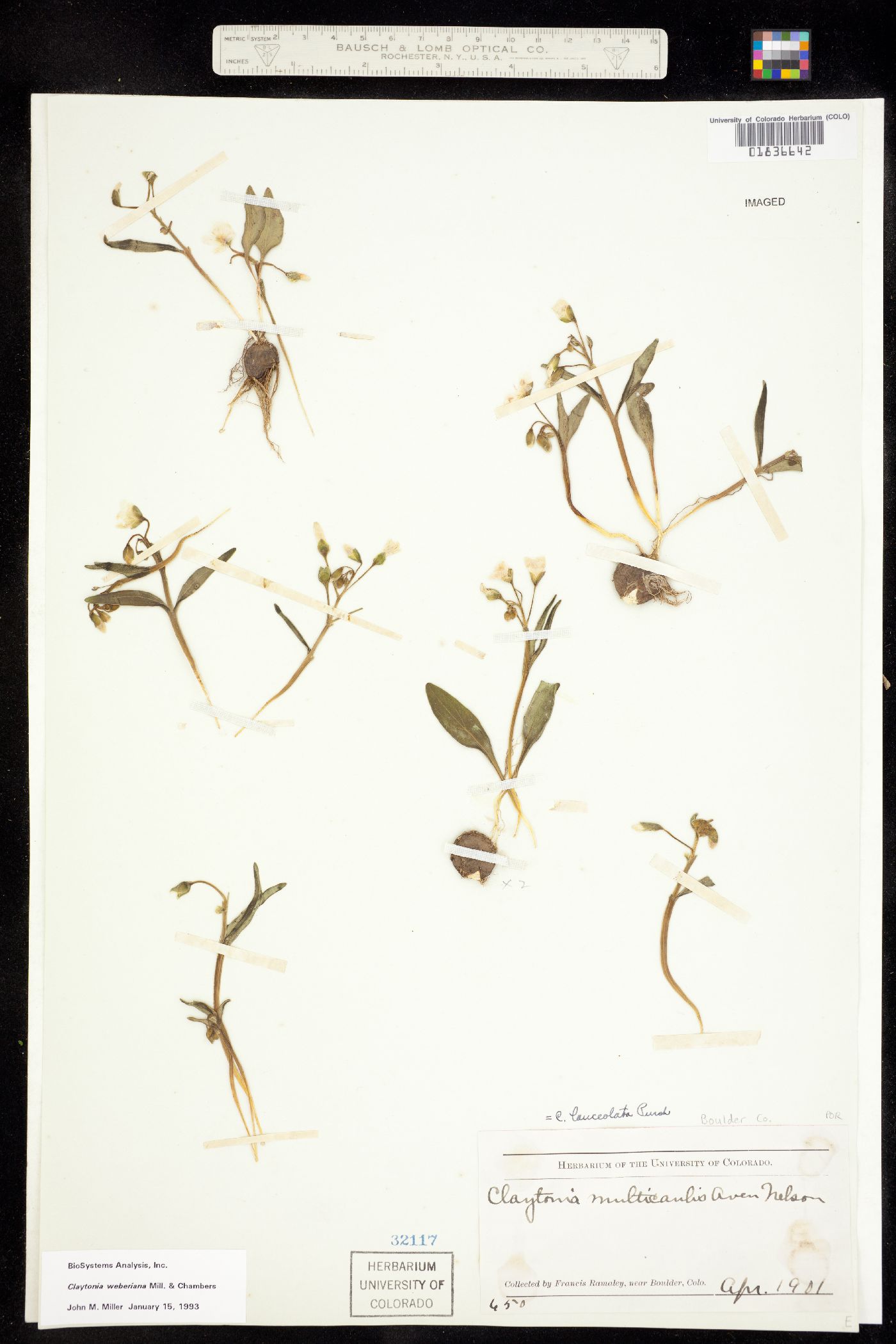 Claytonia rosea image