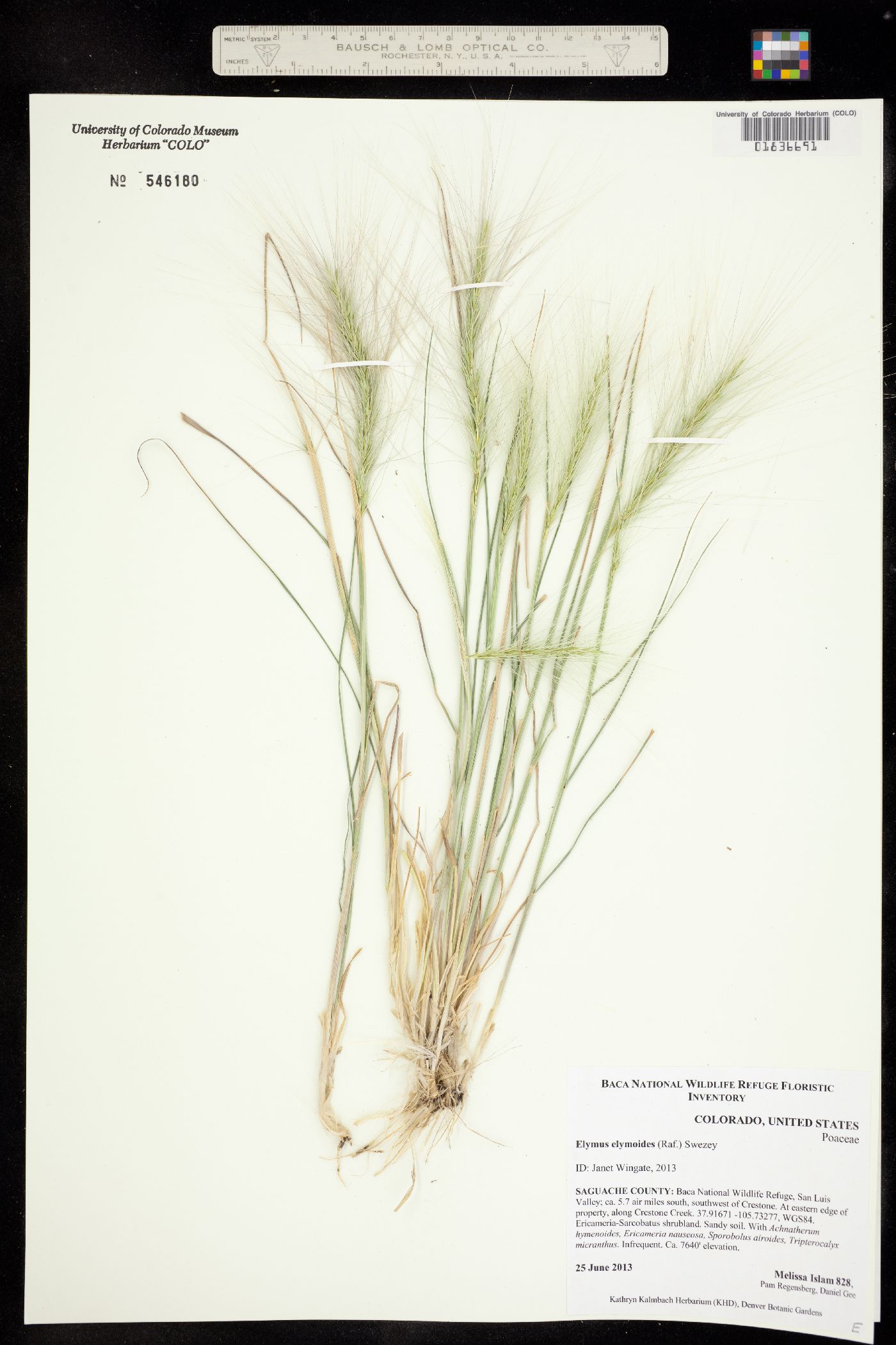 Elymus image