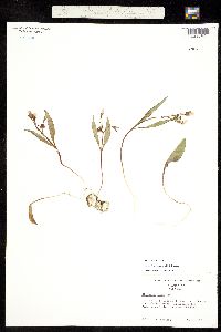 Claytonia rosea image