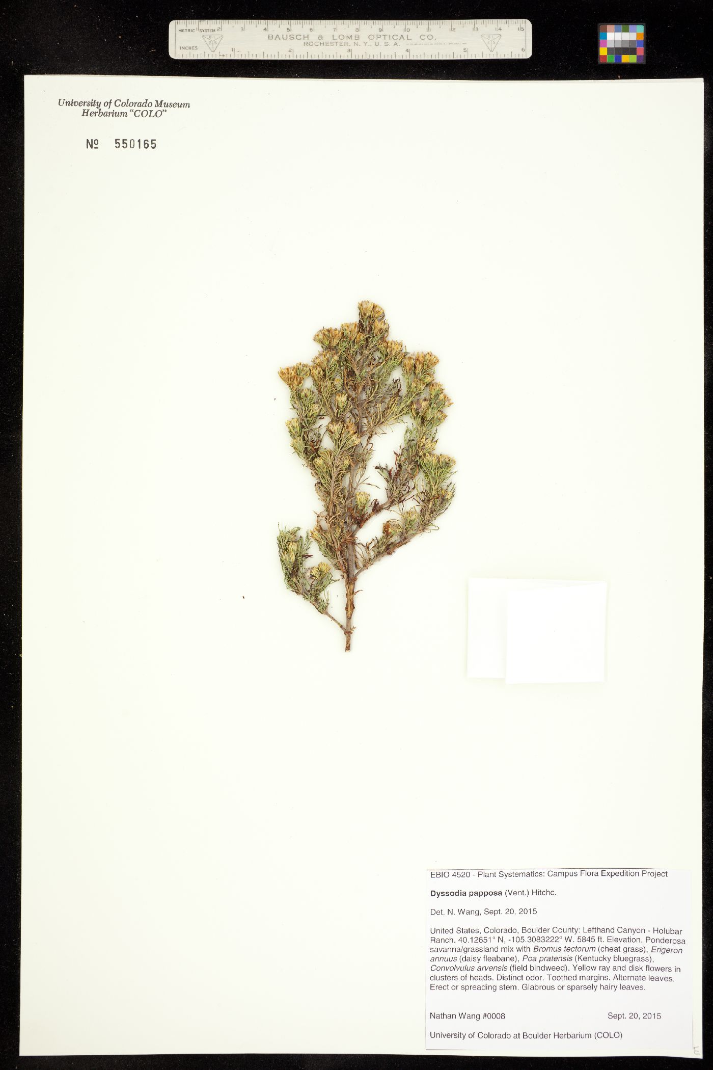 Dyssodia papposa image