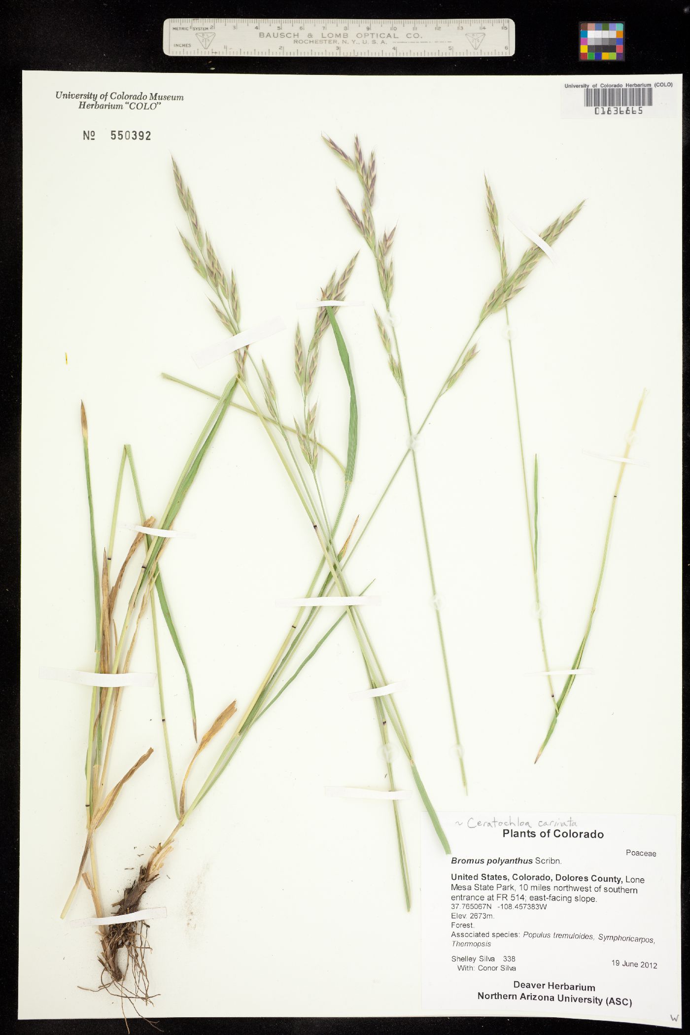 Bromus carinatus image