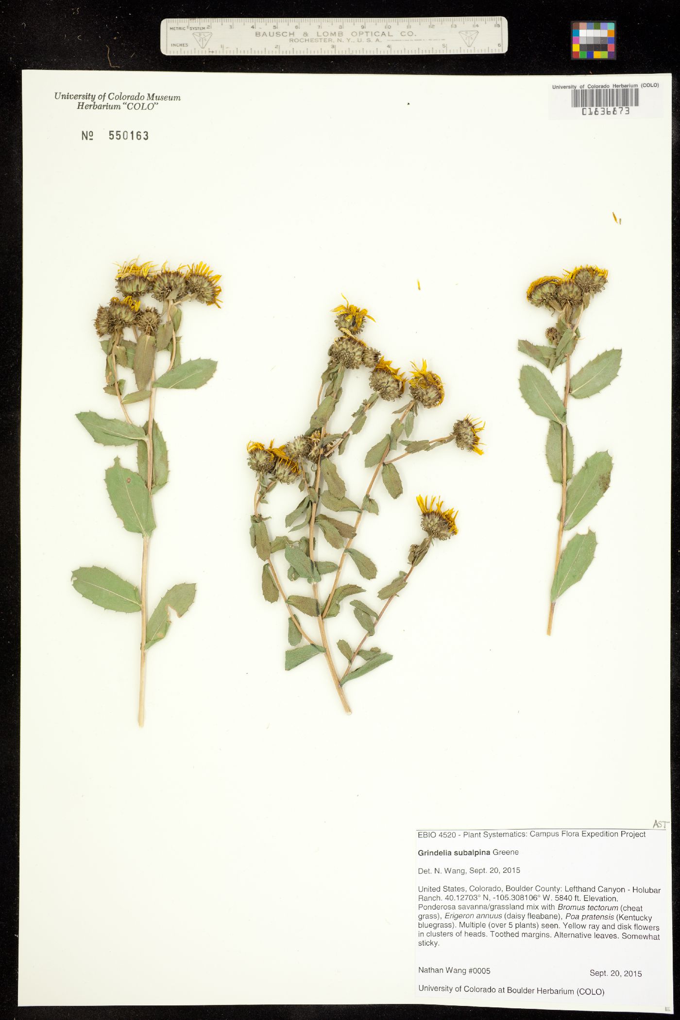 Grindelia subalpina image