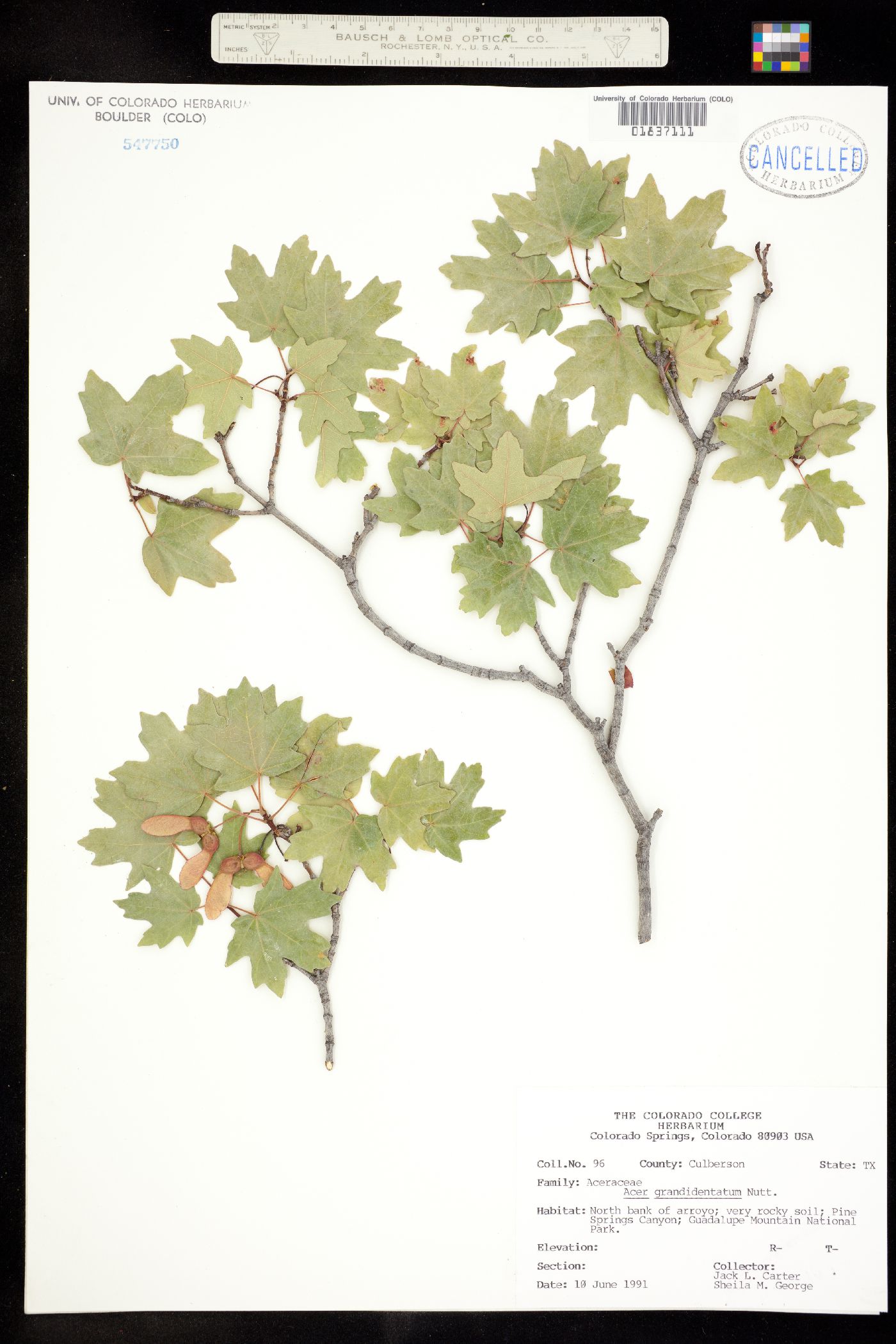 Acer grandidentatum image