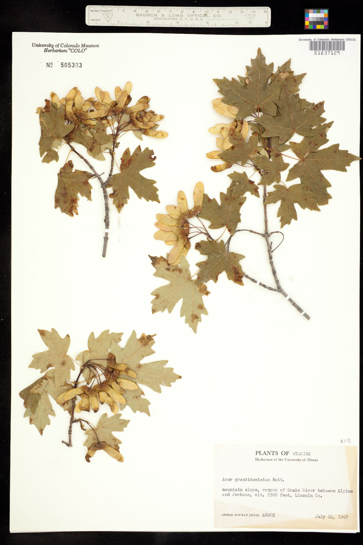 Acer grandidentatum image