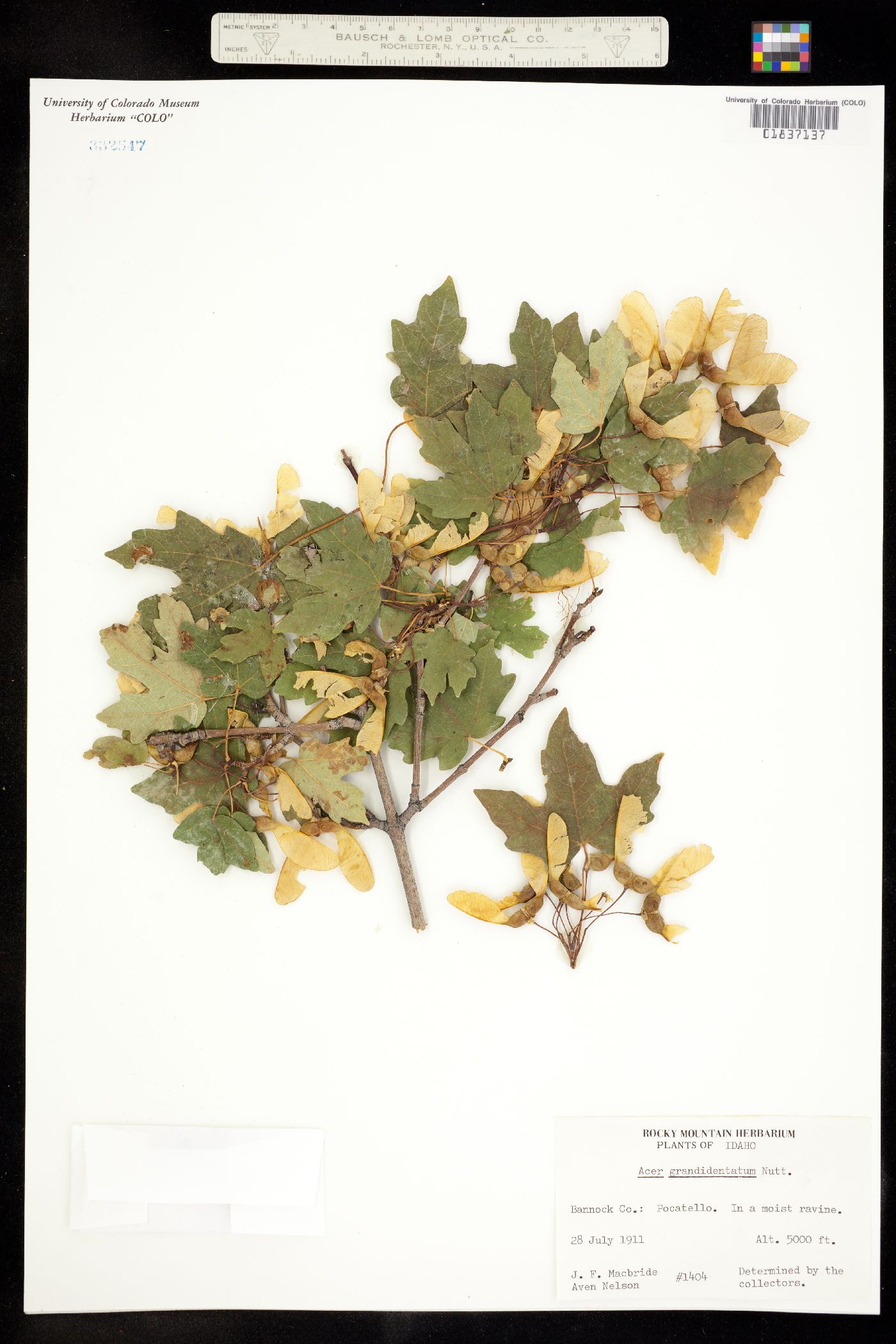 Acer grandidentatum image