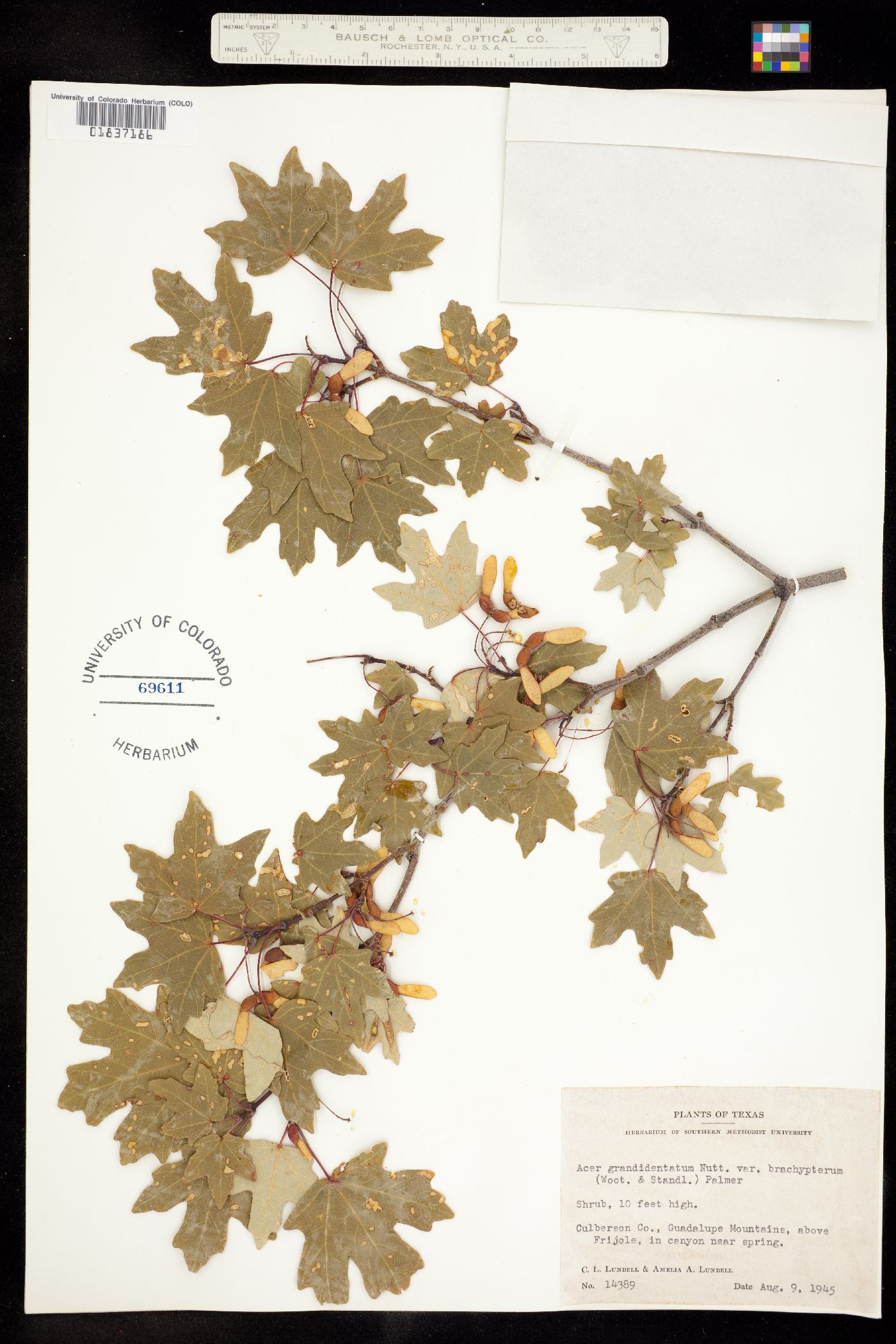 Acer image