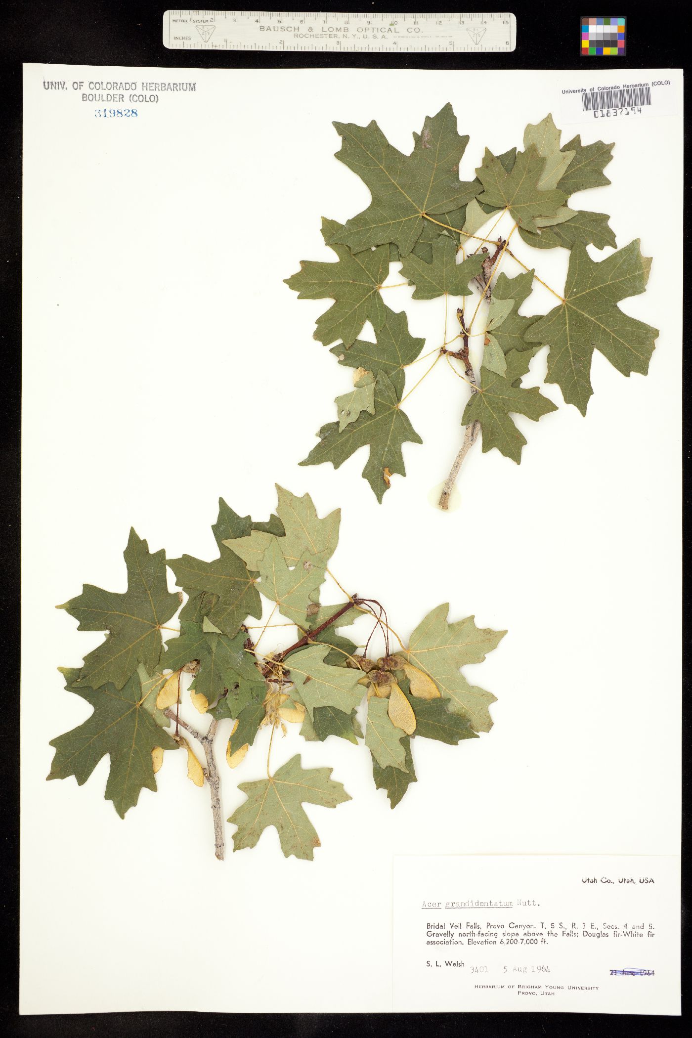 Acer grandidentatum image