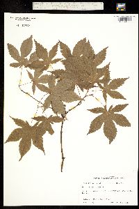Image of Acer palmatum