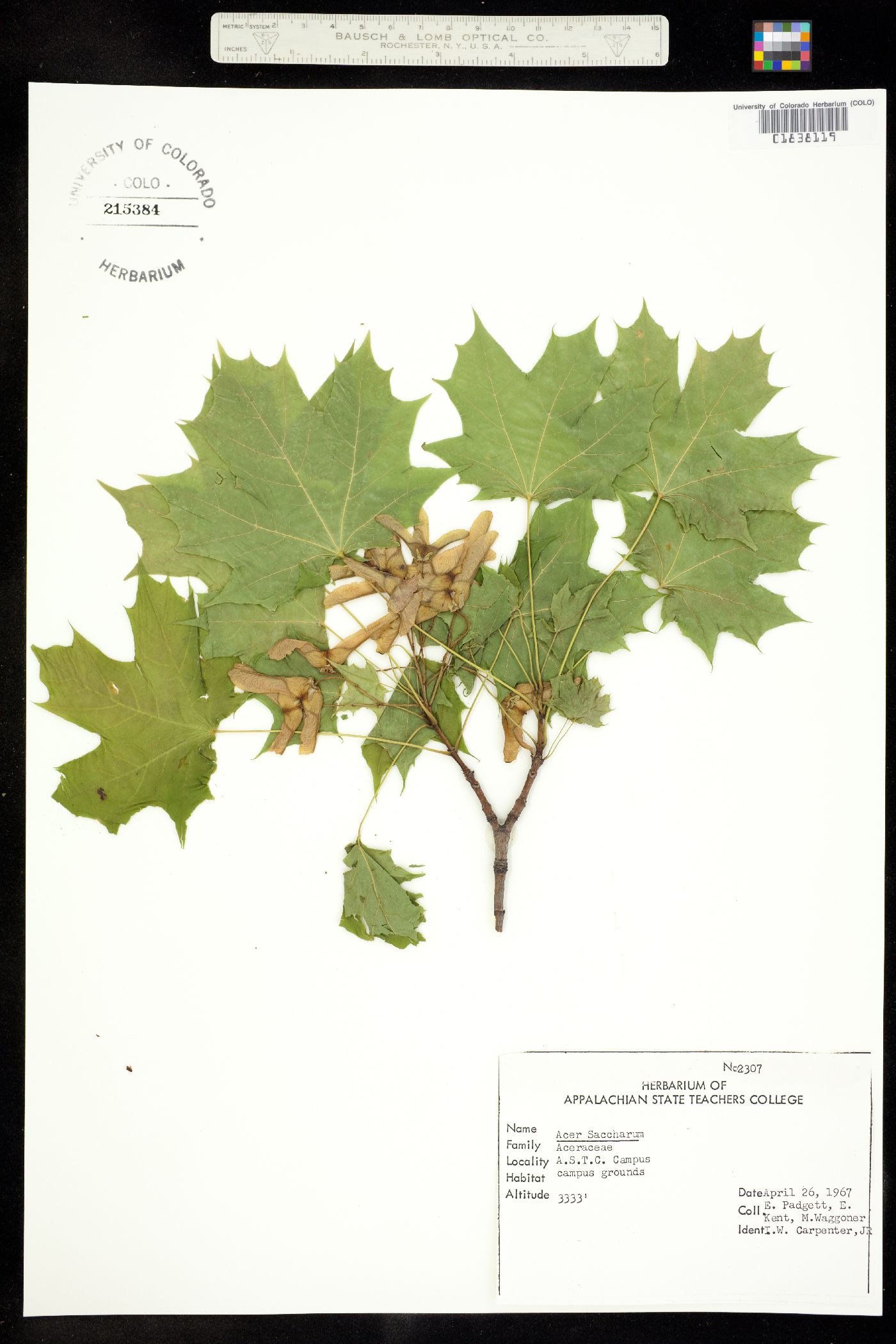 Acer saccharum image
