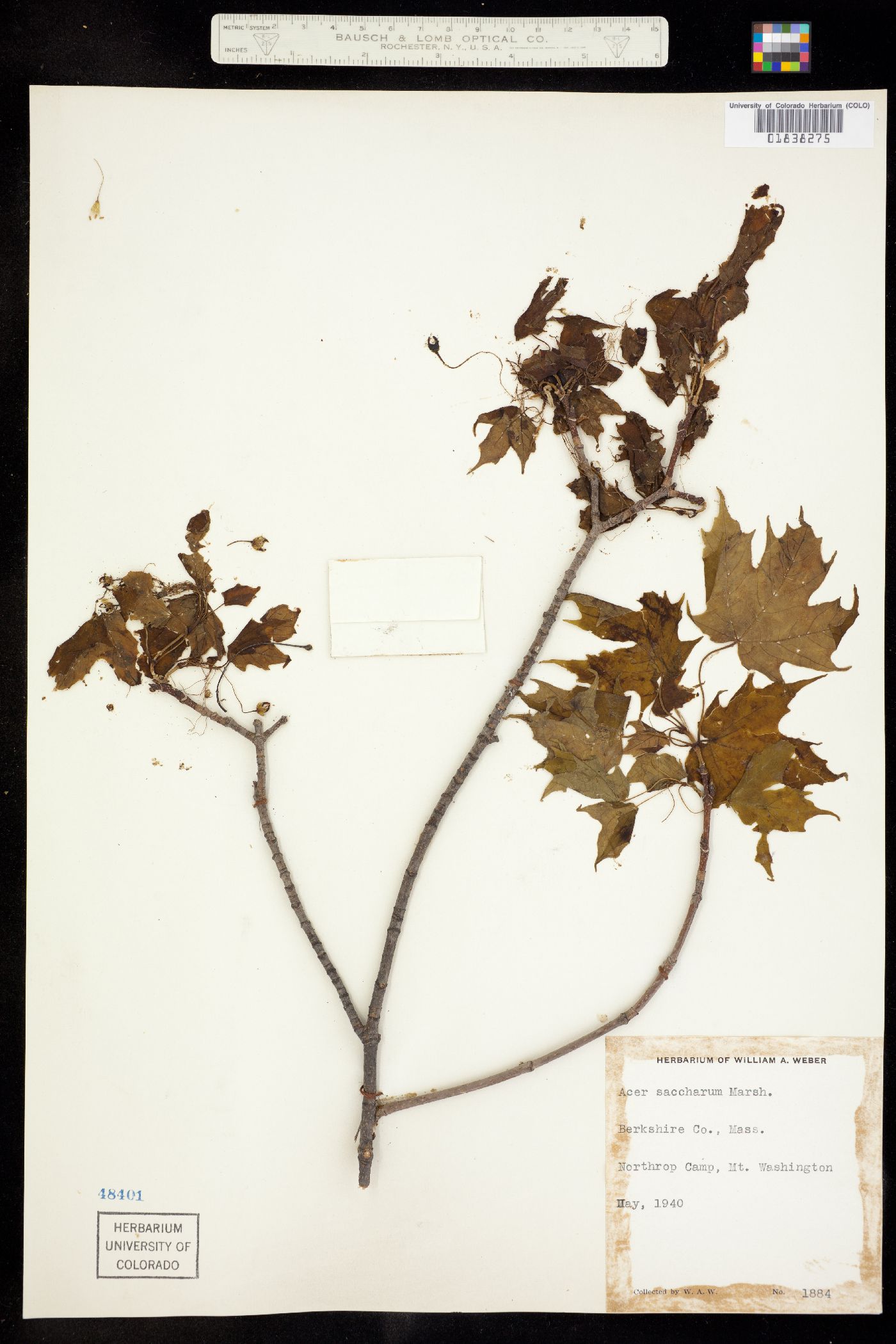 Acer saccharum image