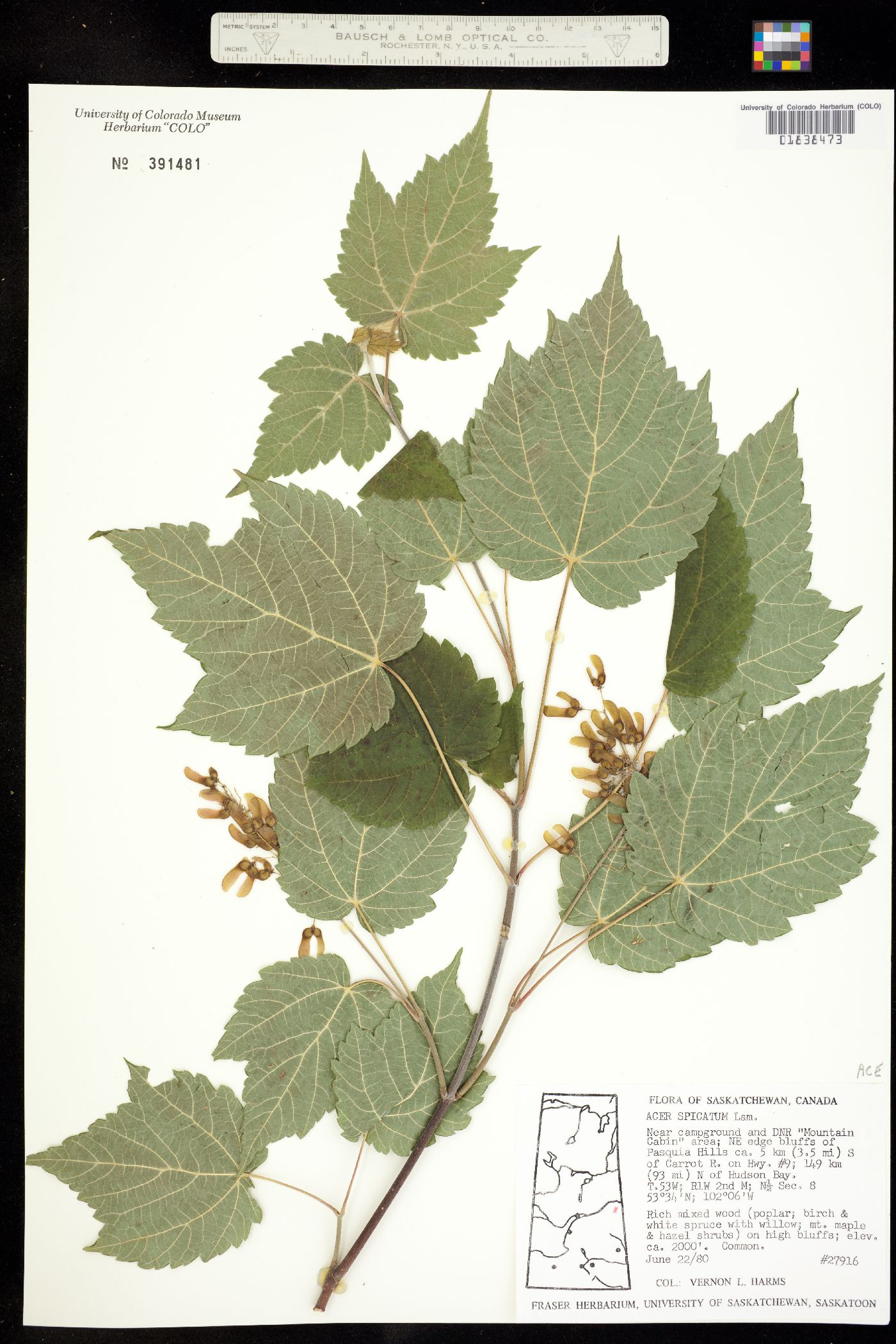 Acer spicatum image