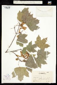 Image of Acer floridanum