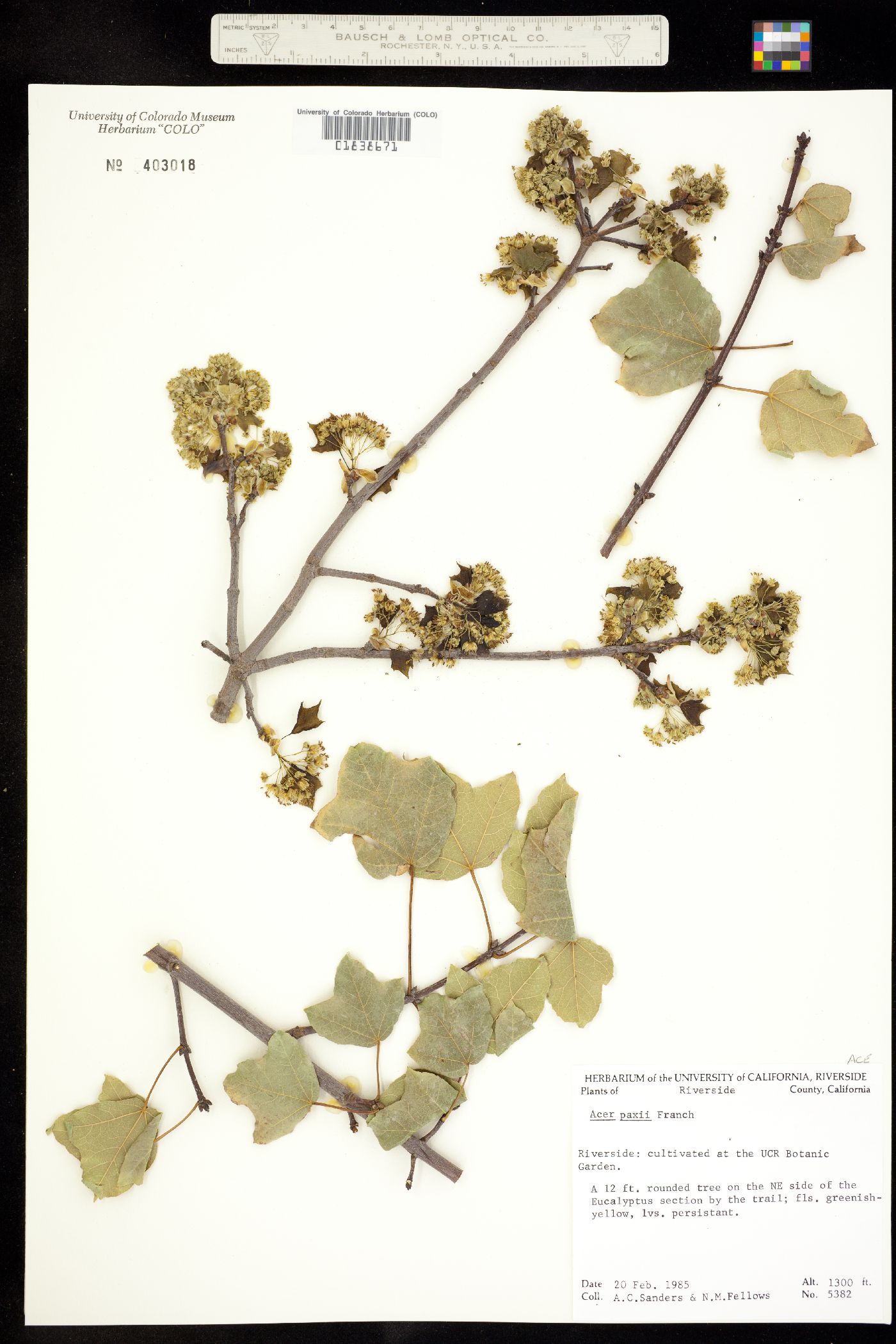 Acer paxii image