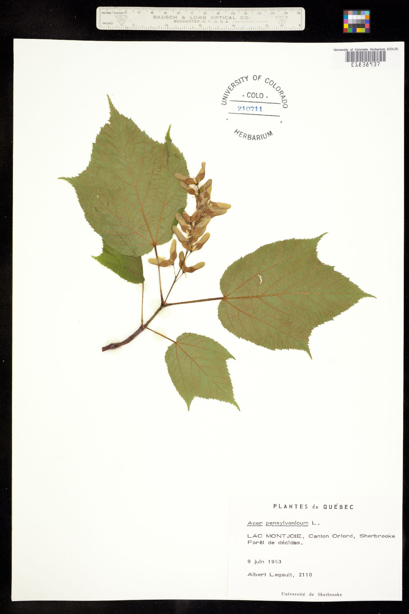 Acer pensylvanicum image