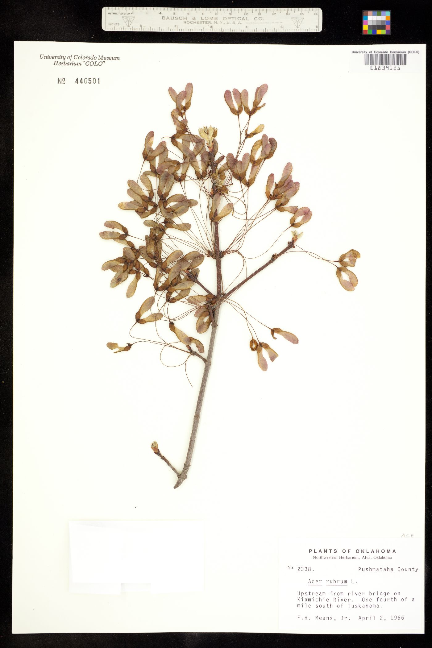 Acer rubrum image