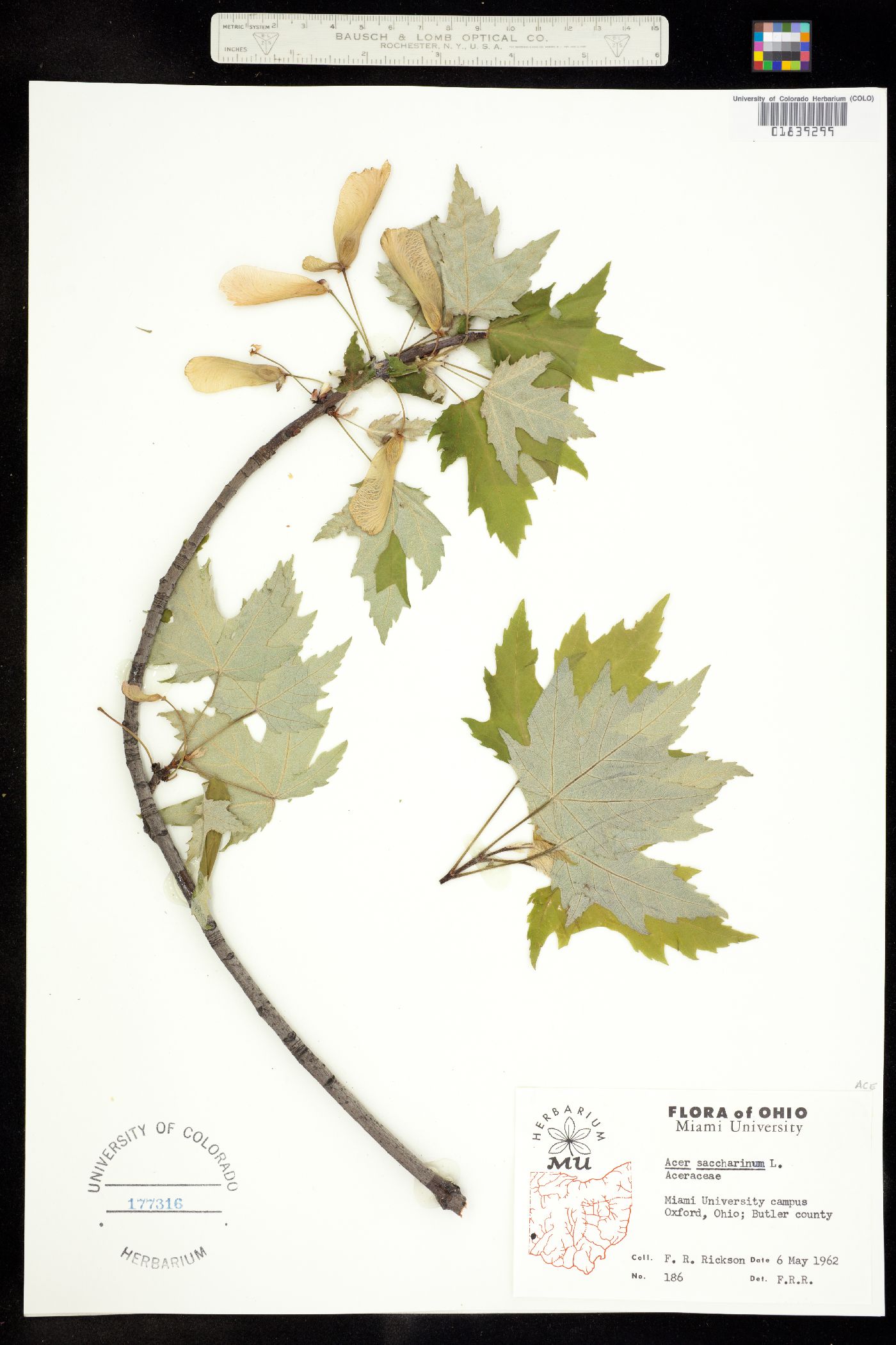 Acer saccharinum image