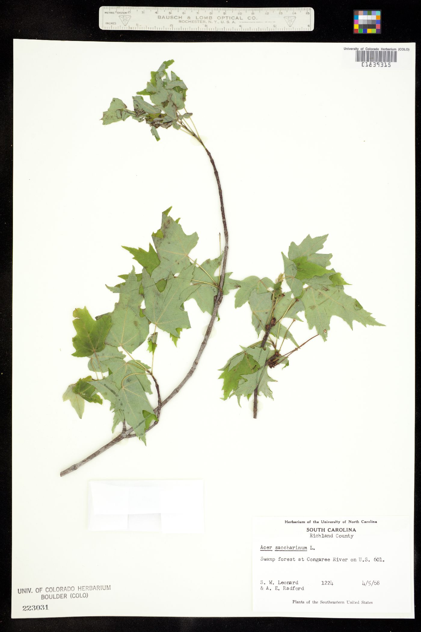 Acer saccharinum image