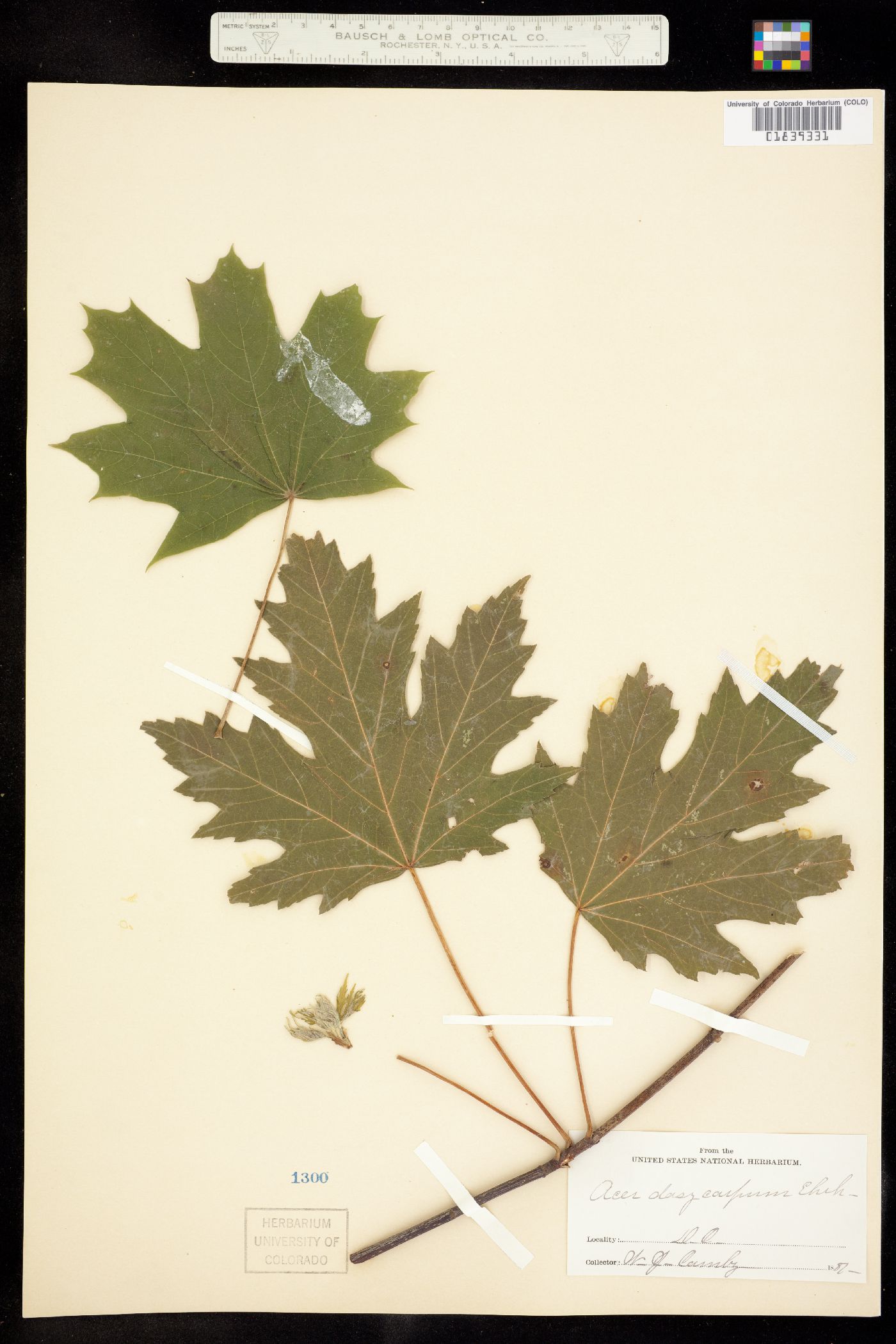 Acer saccharinum image