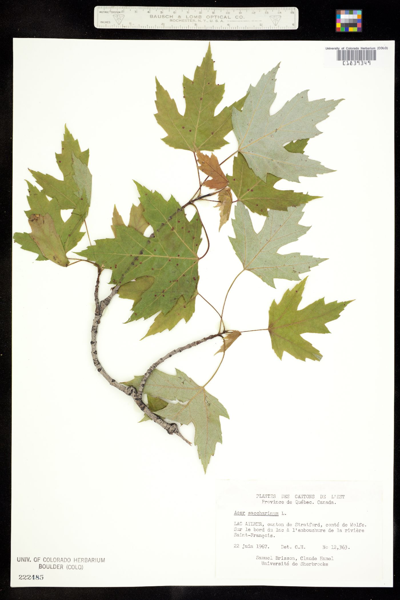 Acer saccharinum image
