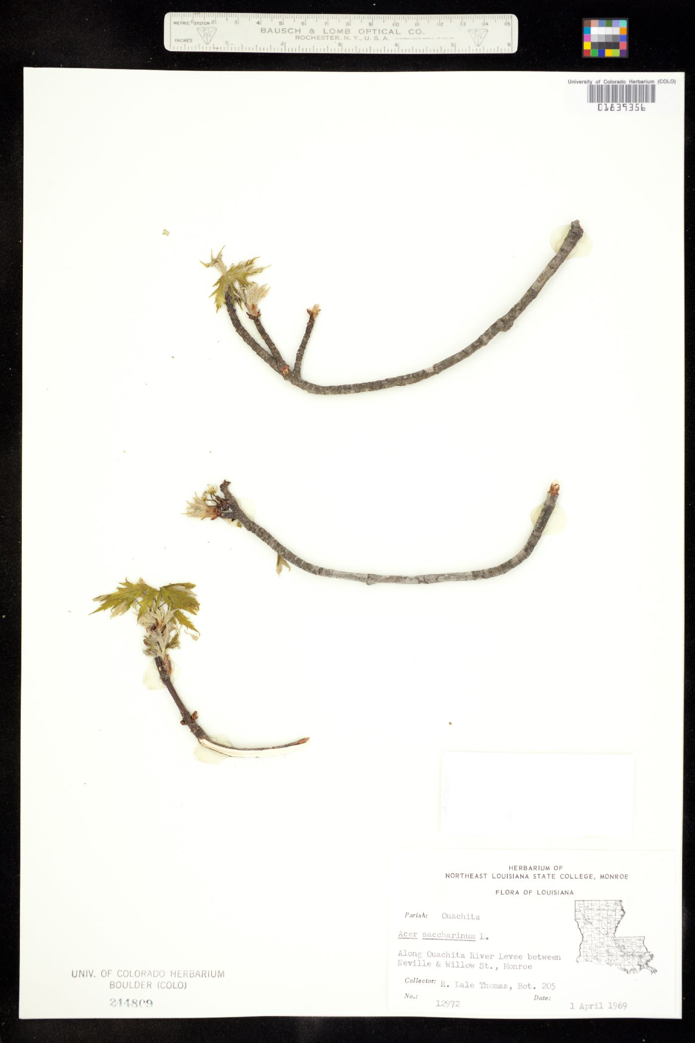 Acer saccharinum image