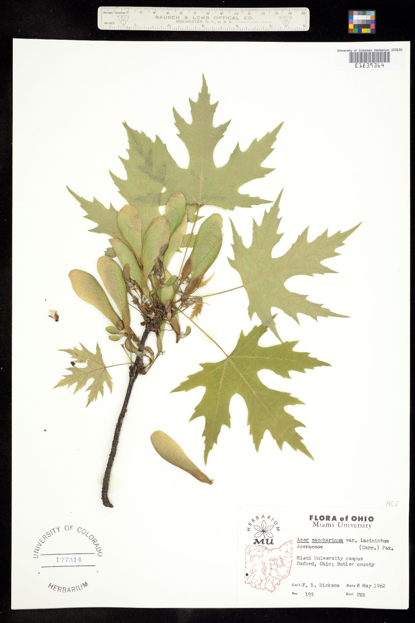 Acer saccharinum image