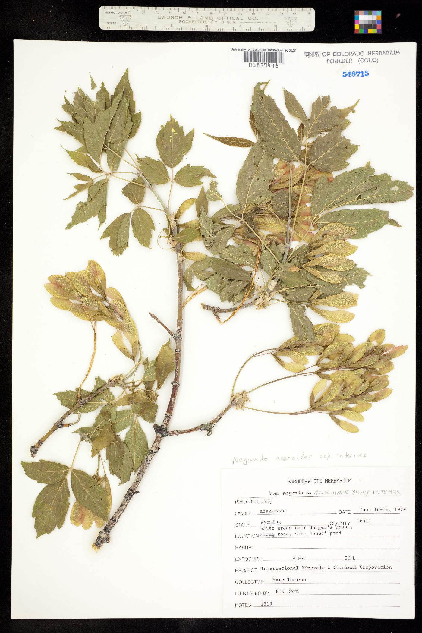 Acer negundo var. negundo image