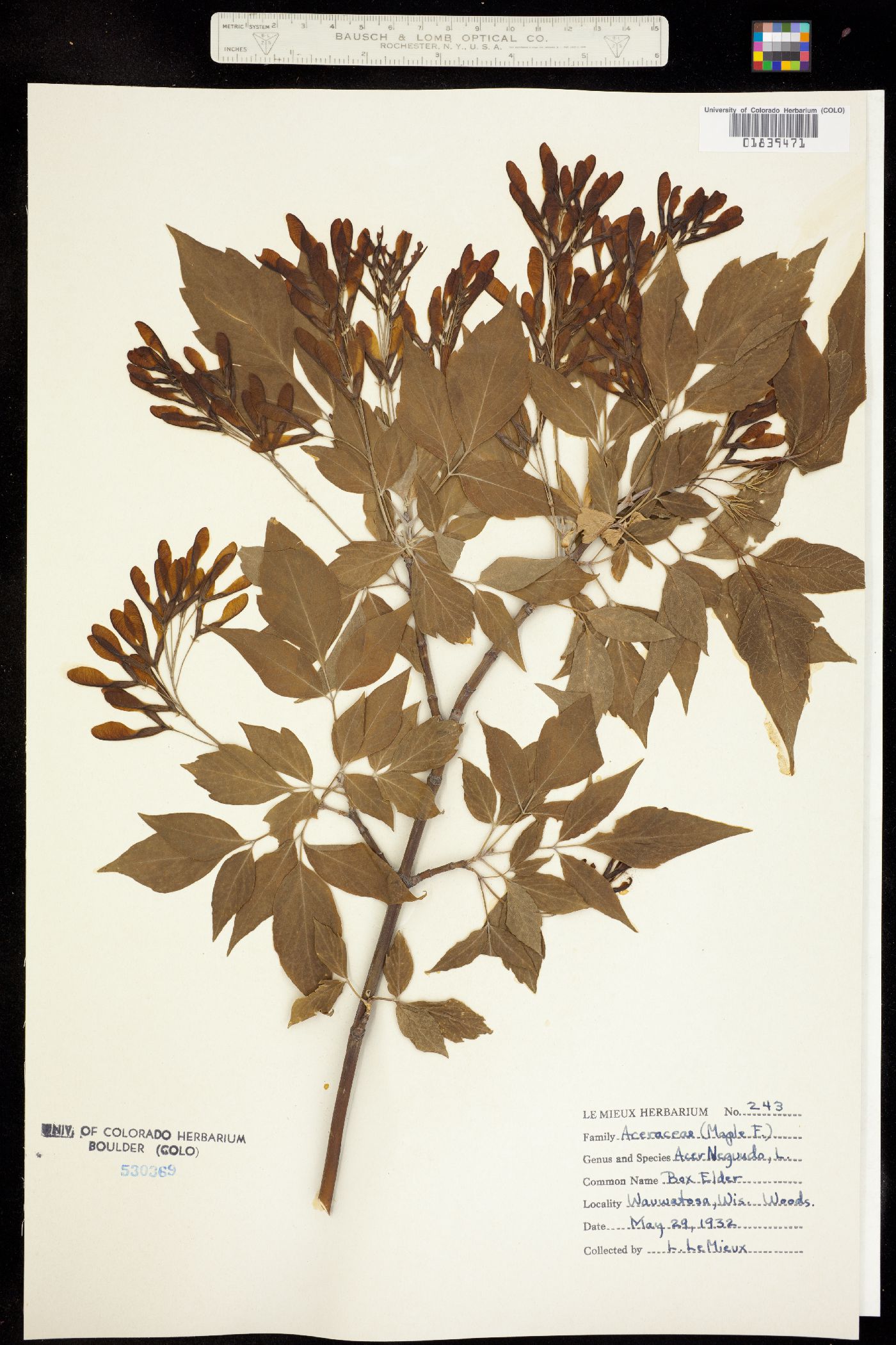 Sapindaceae image
