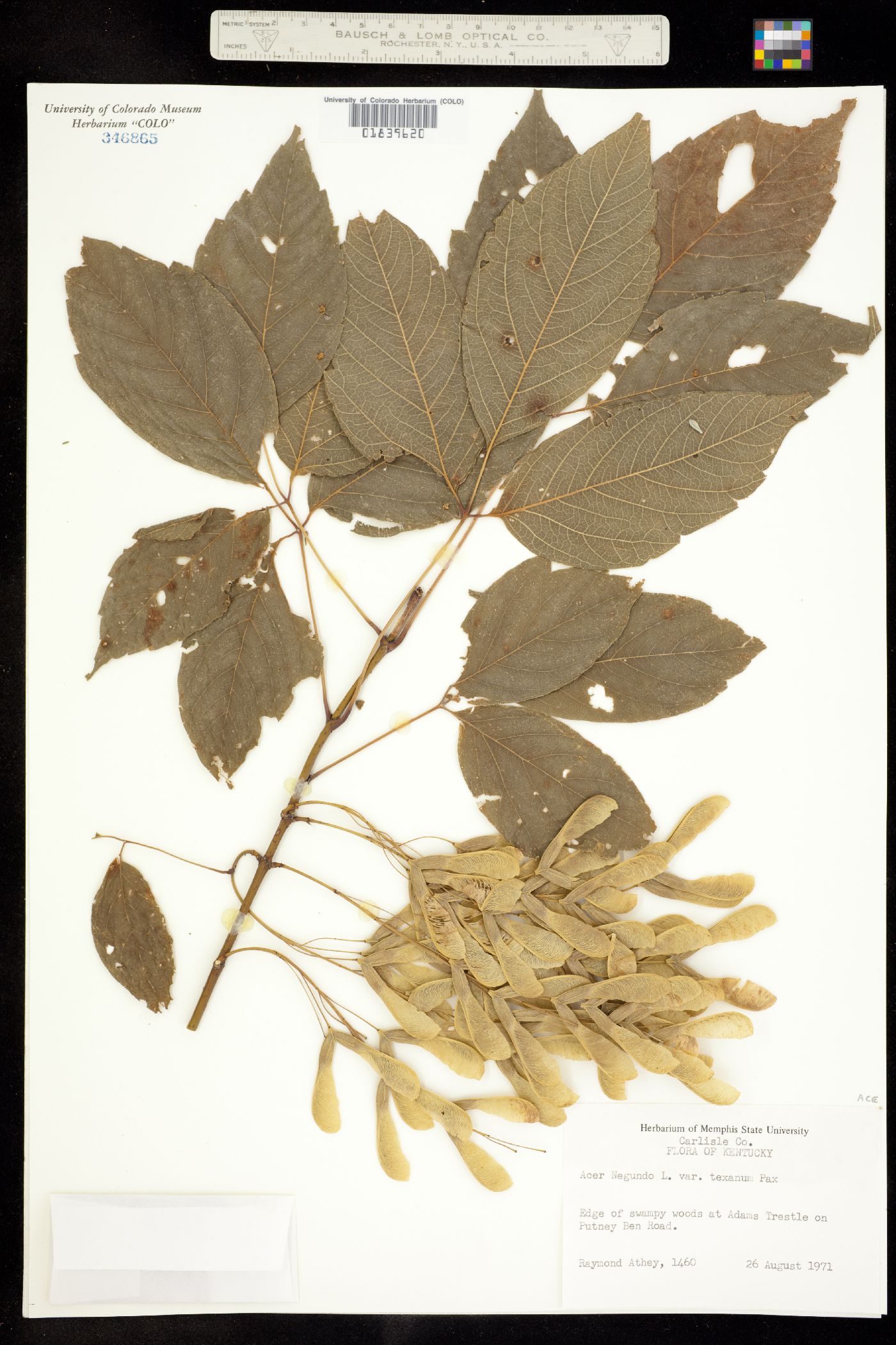 Aceraceae image