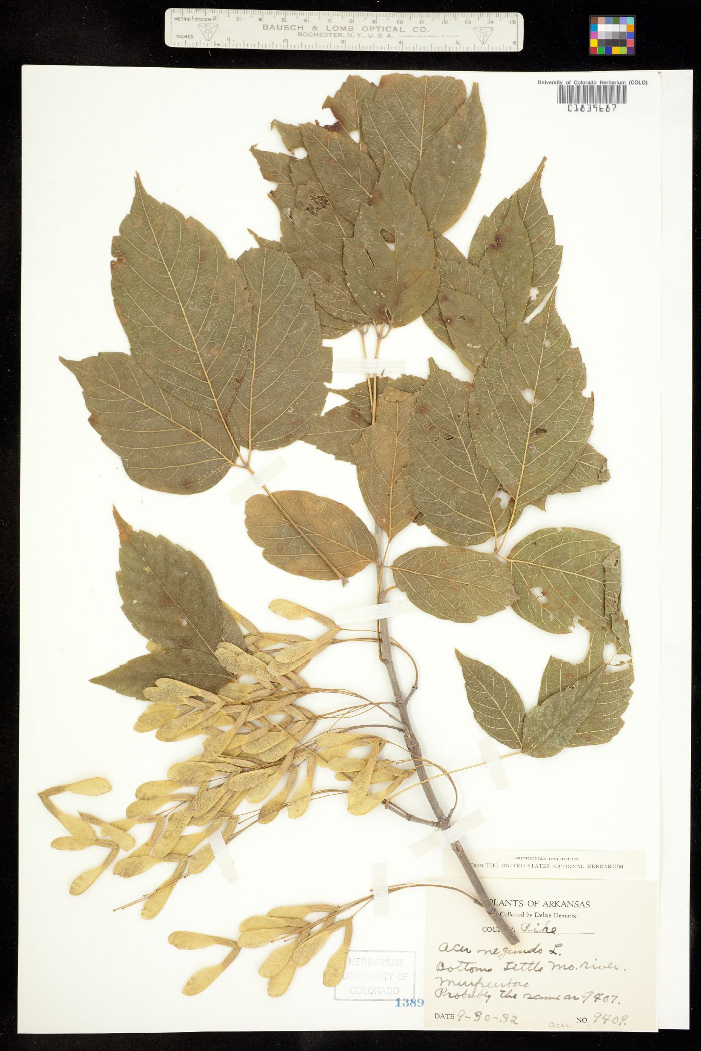 Acer negundo var. negundo image