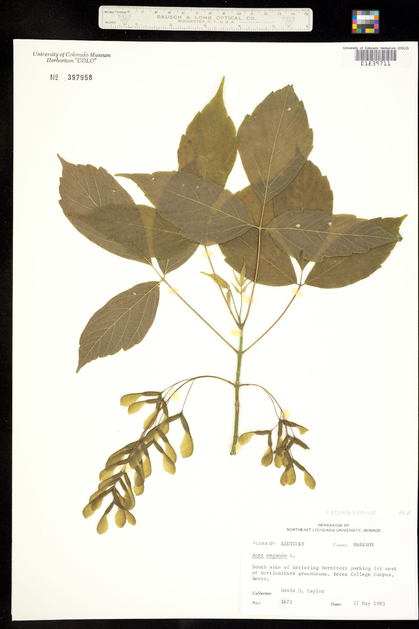 Acer negundo var. negundo image