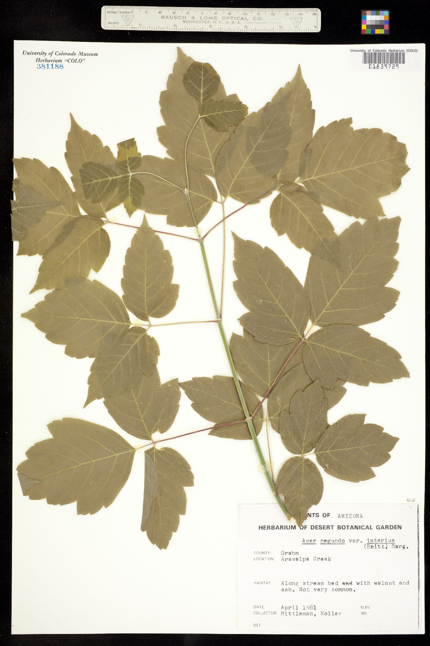 Acer negundo var. negundo image