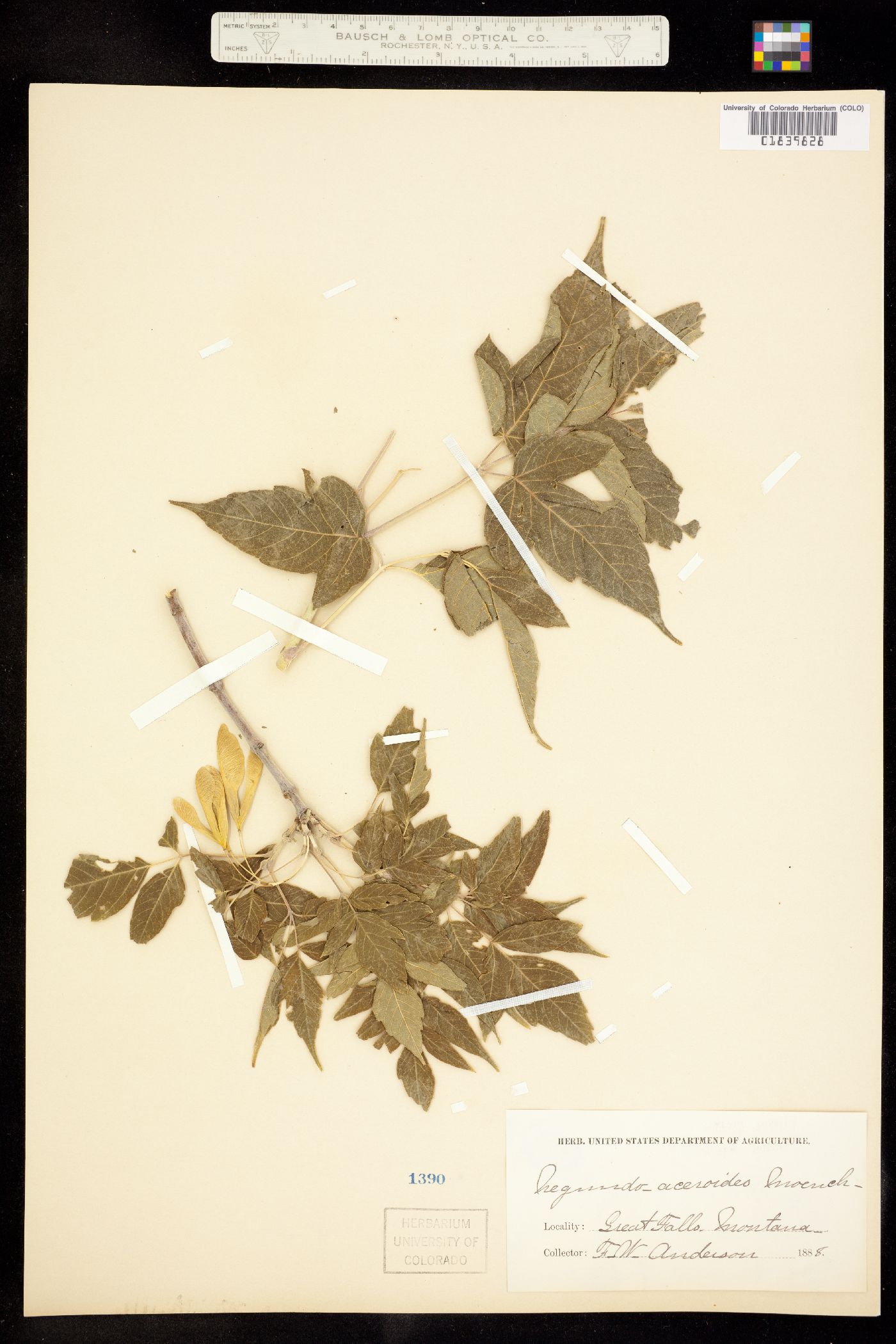 Acer negundo var. negundo image