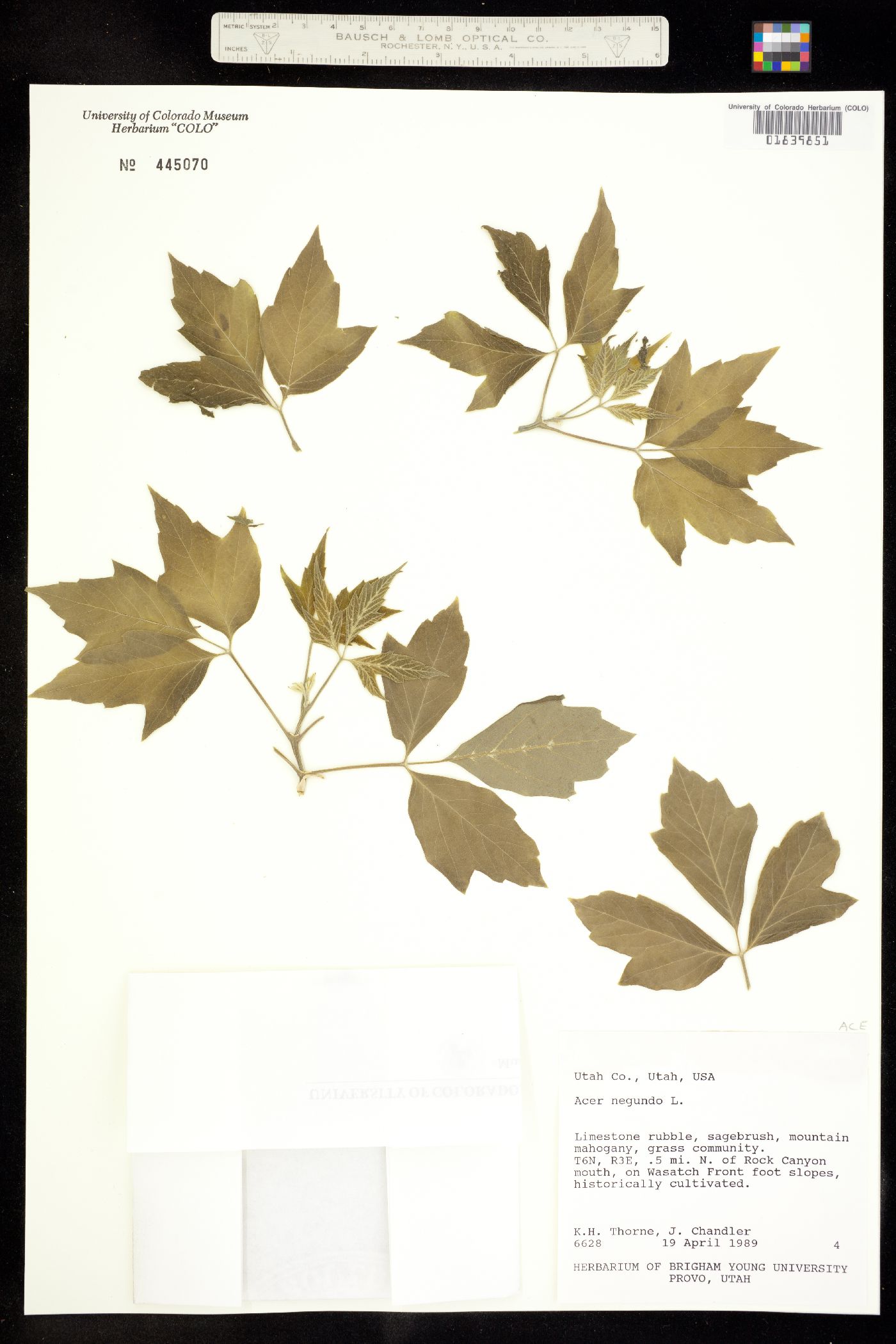 Acer negundo var. negundo image