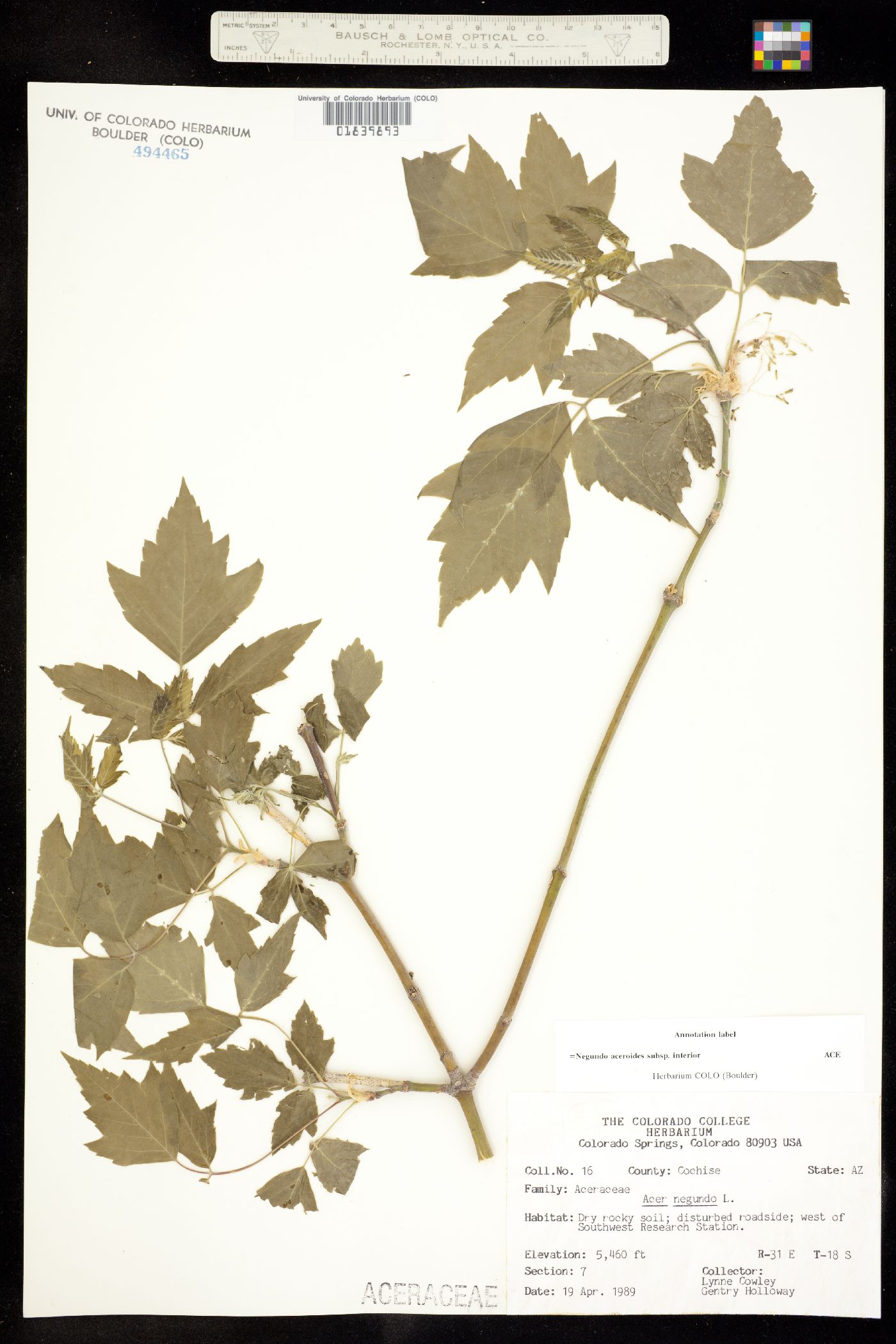 Sapindaceae image
