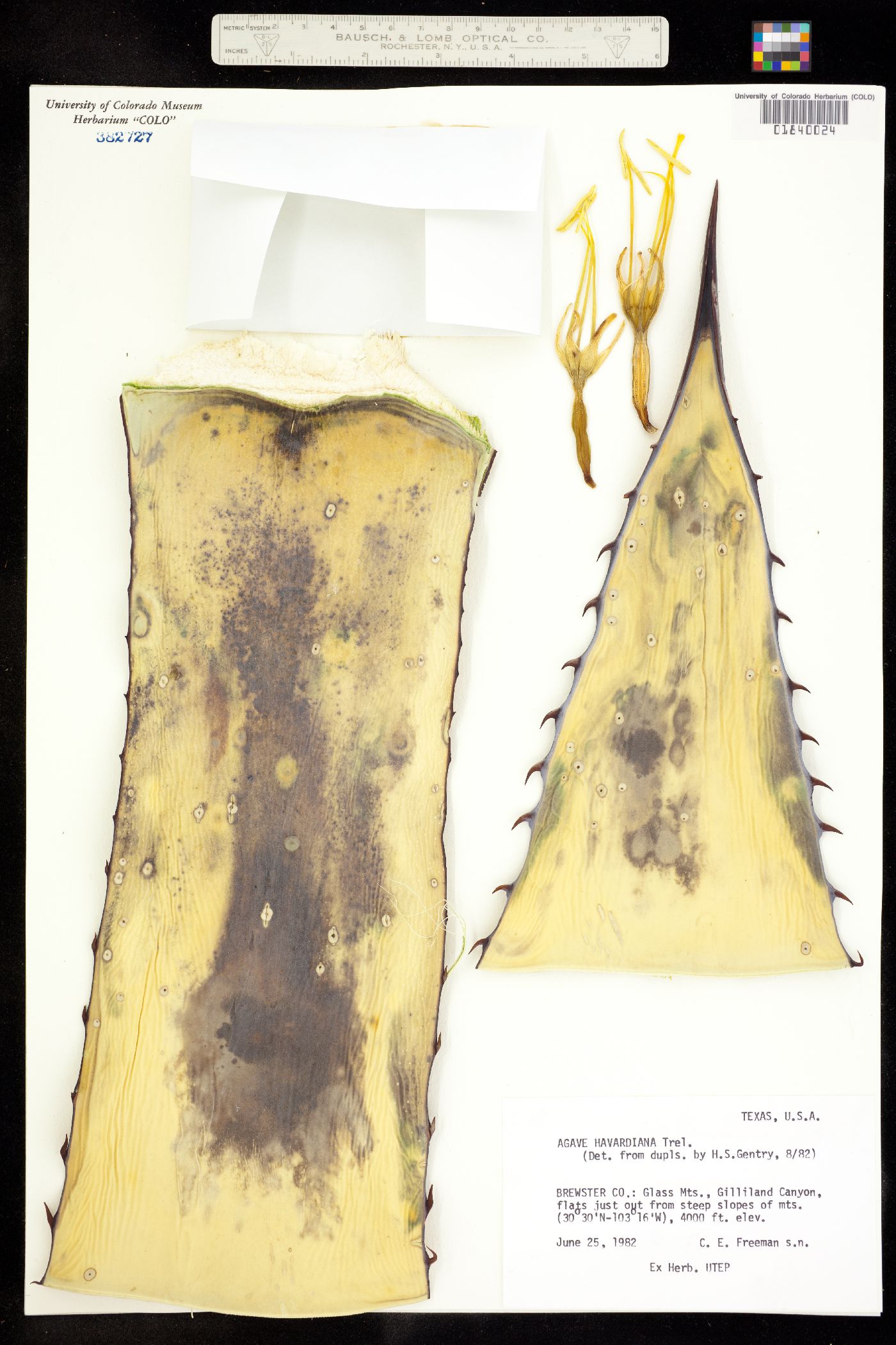 Agave havardiana image