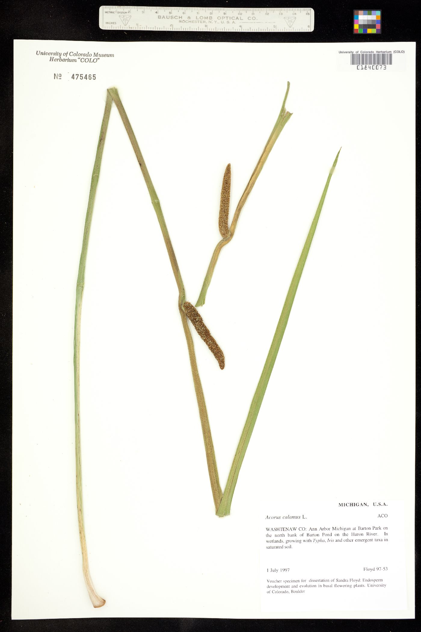 Acorus calamus image