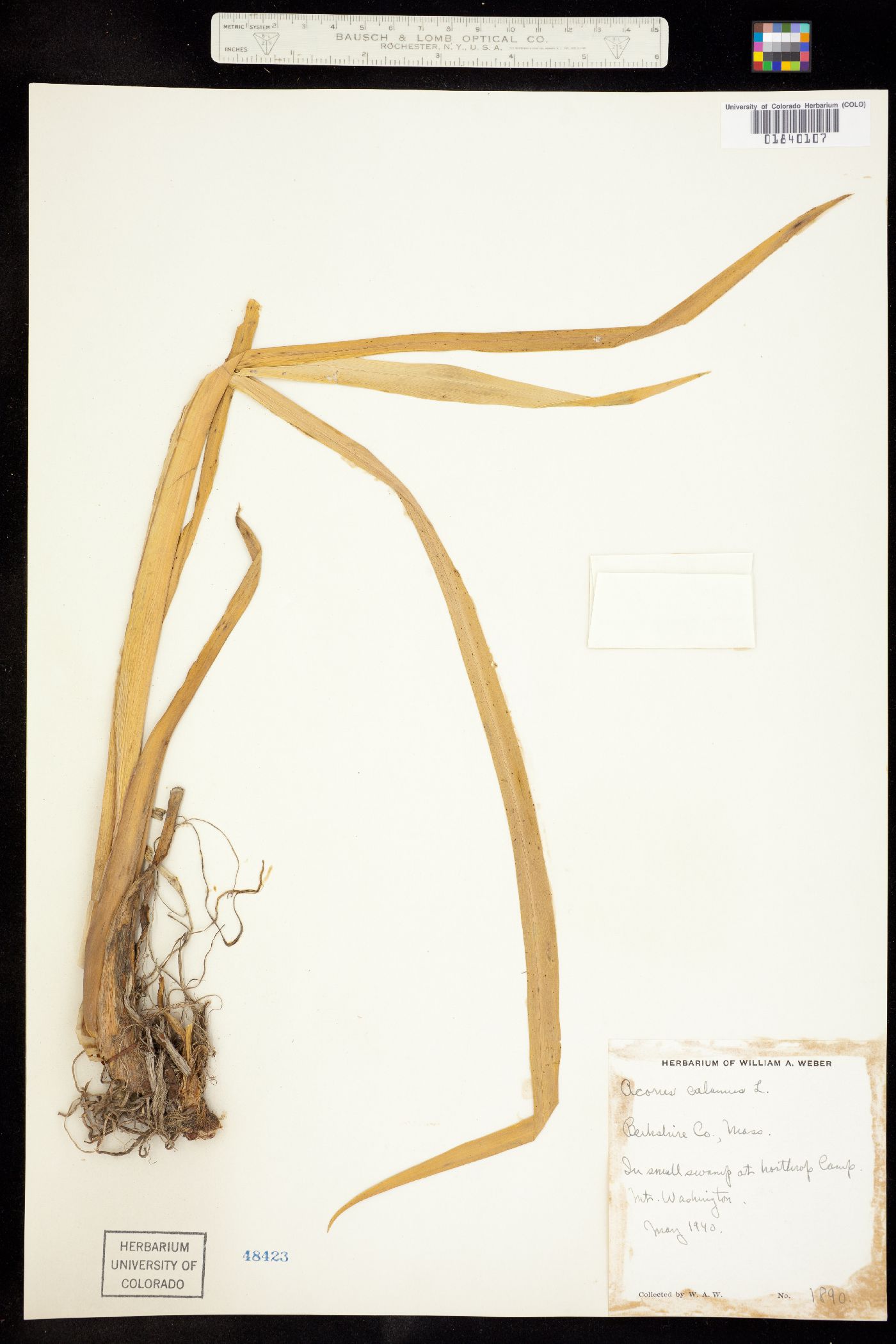 Acorus calamus image